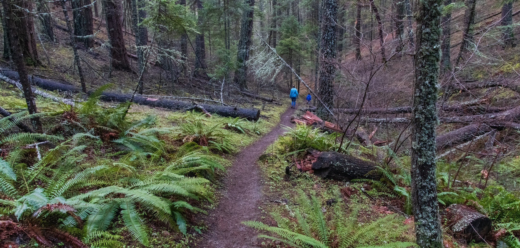 Enchanted Forest & Felton Memorial Trails