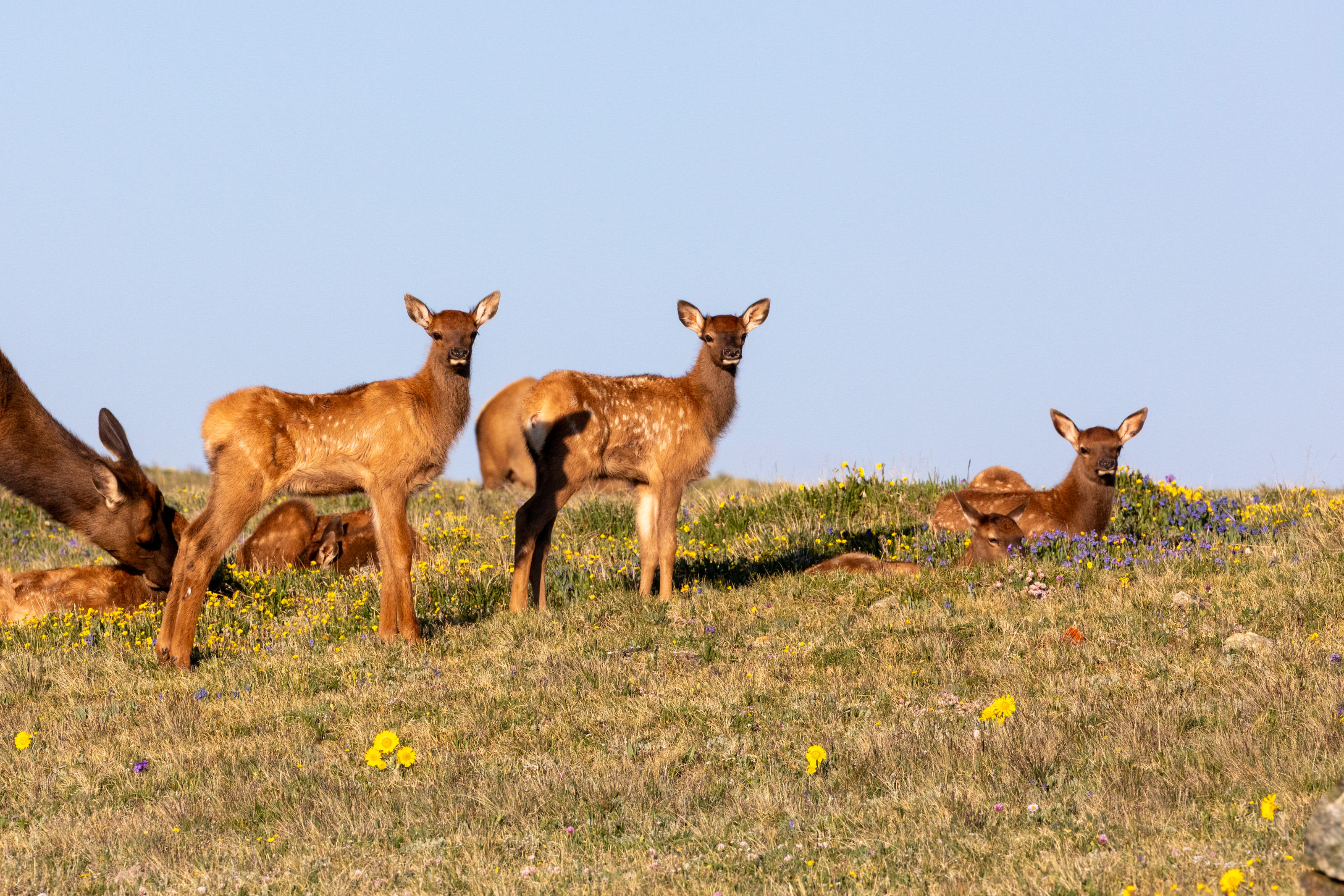 Elk calves on tundra in summer