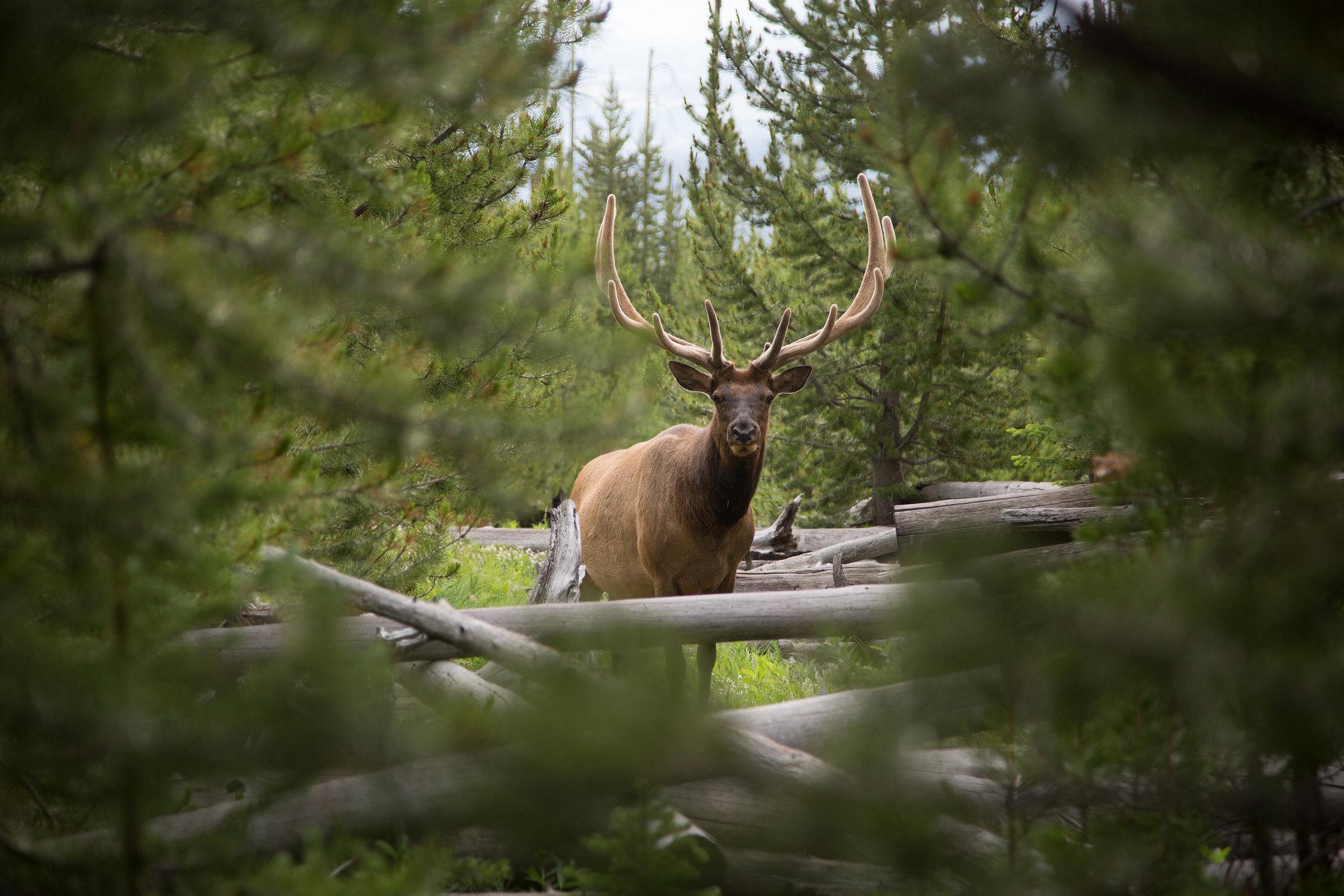 Yellowstone National Park — Bull Elk