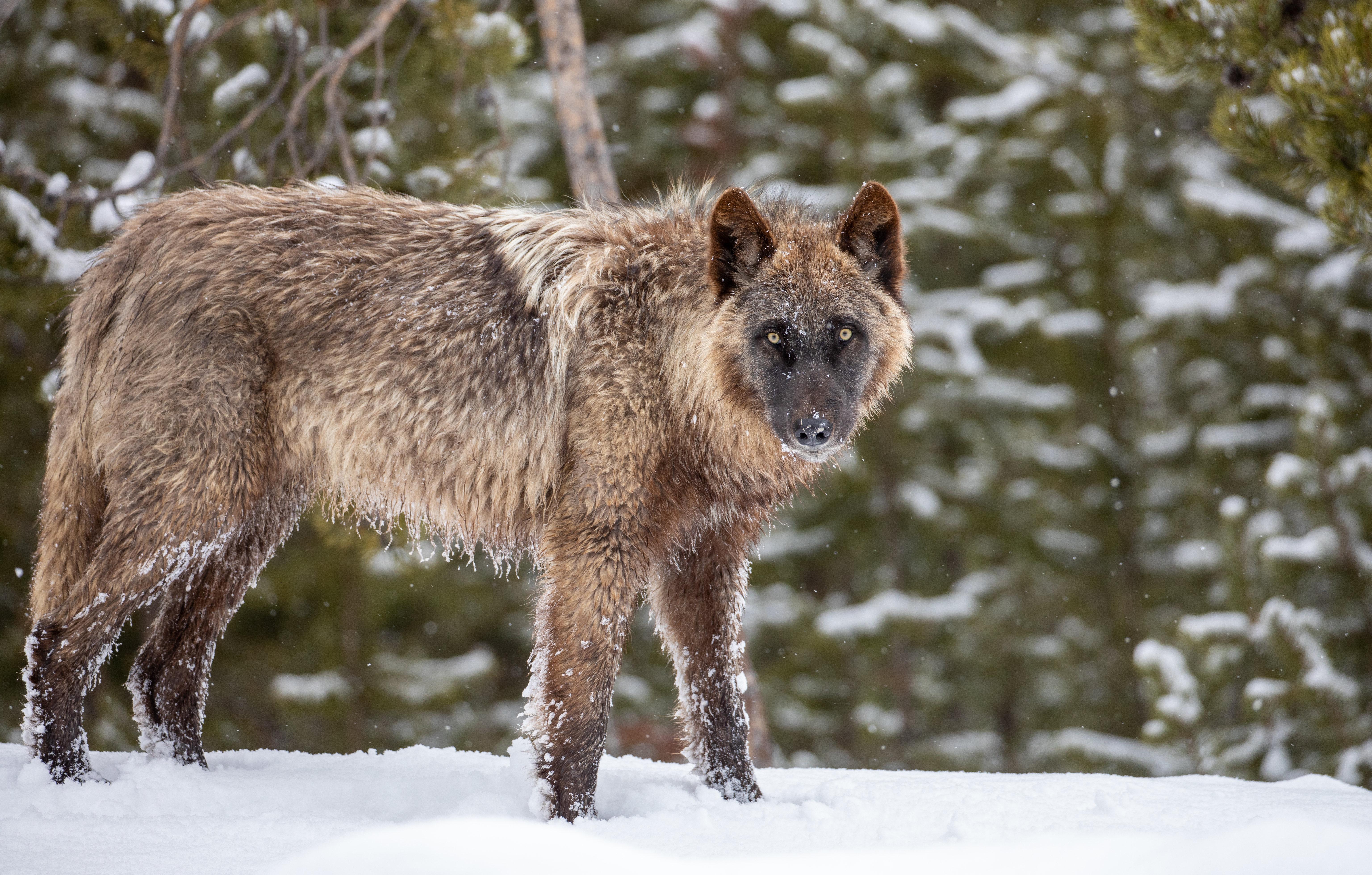 Dark Wolf in Snow