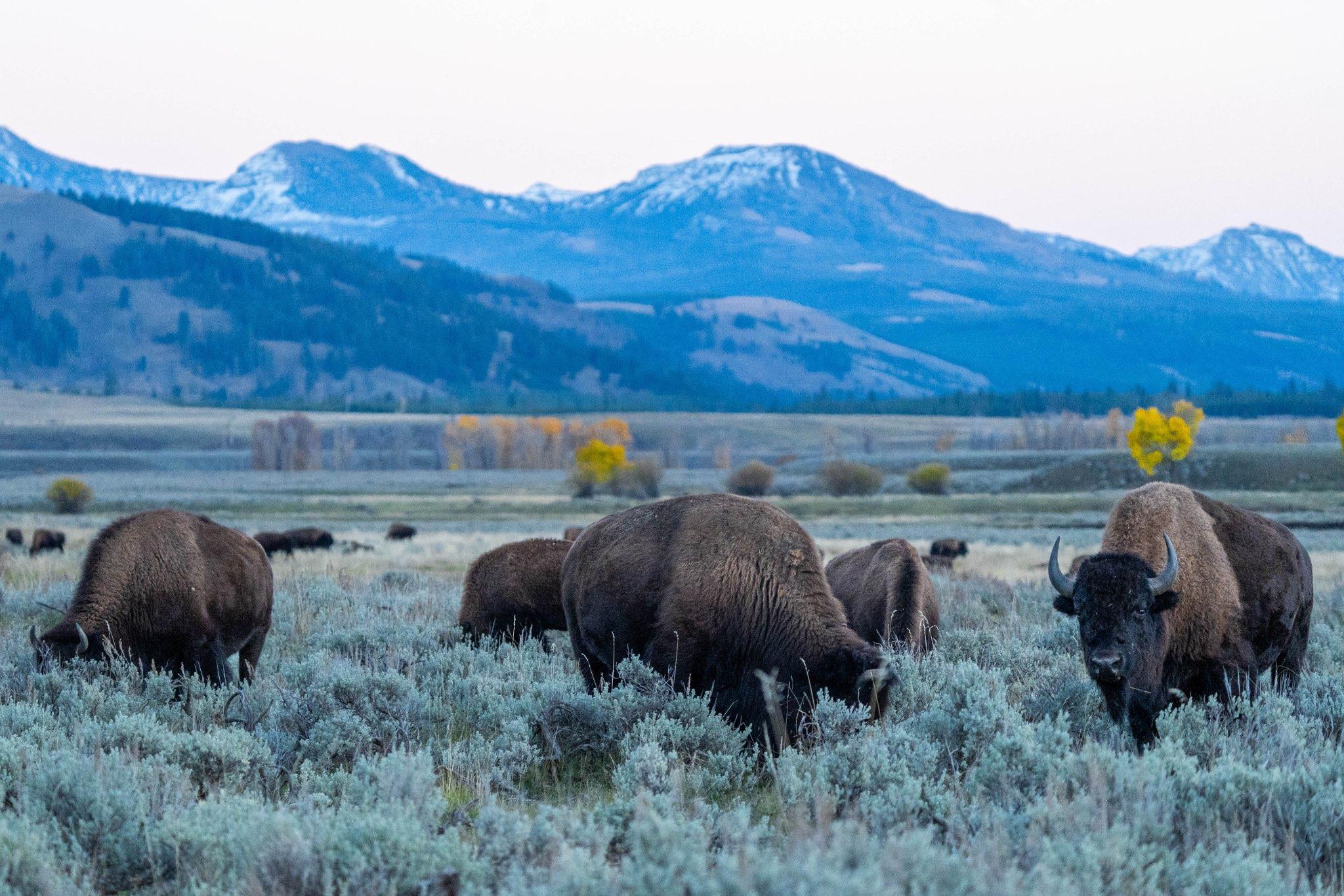 Bison in Lamar Valley