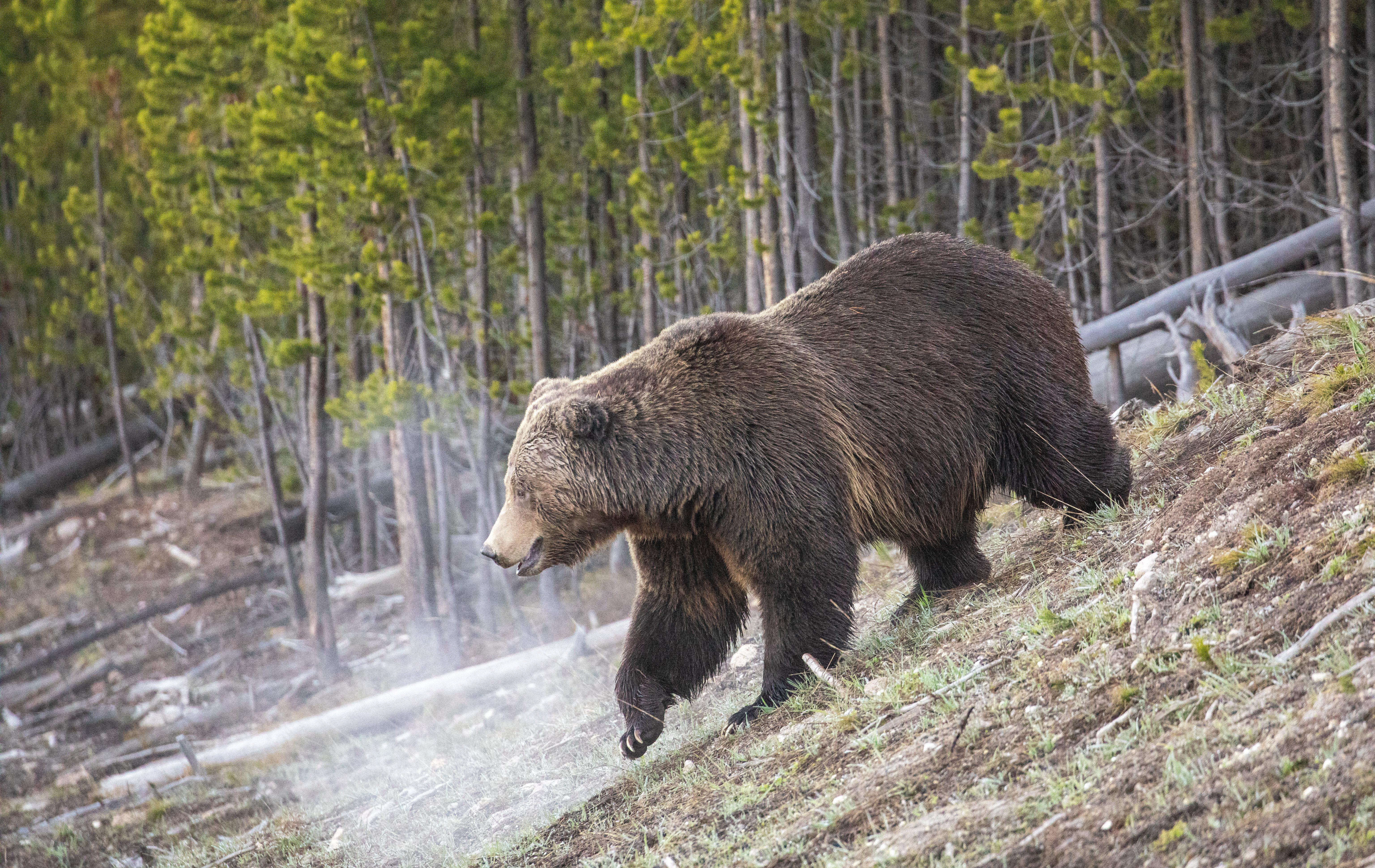 Grizzly Bear