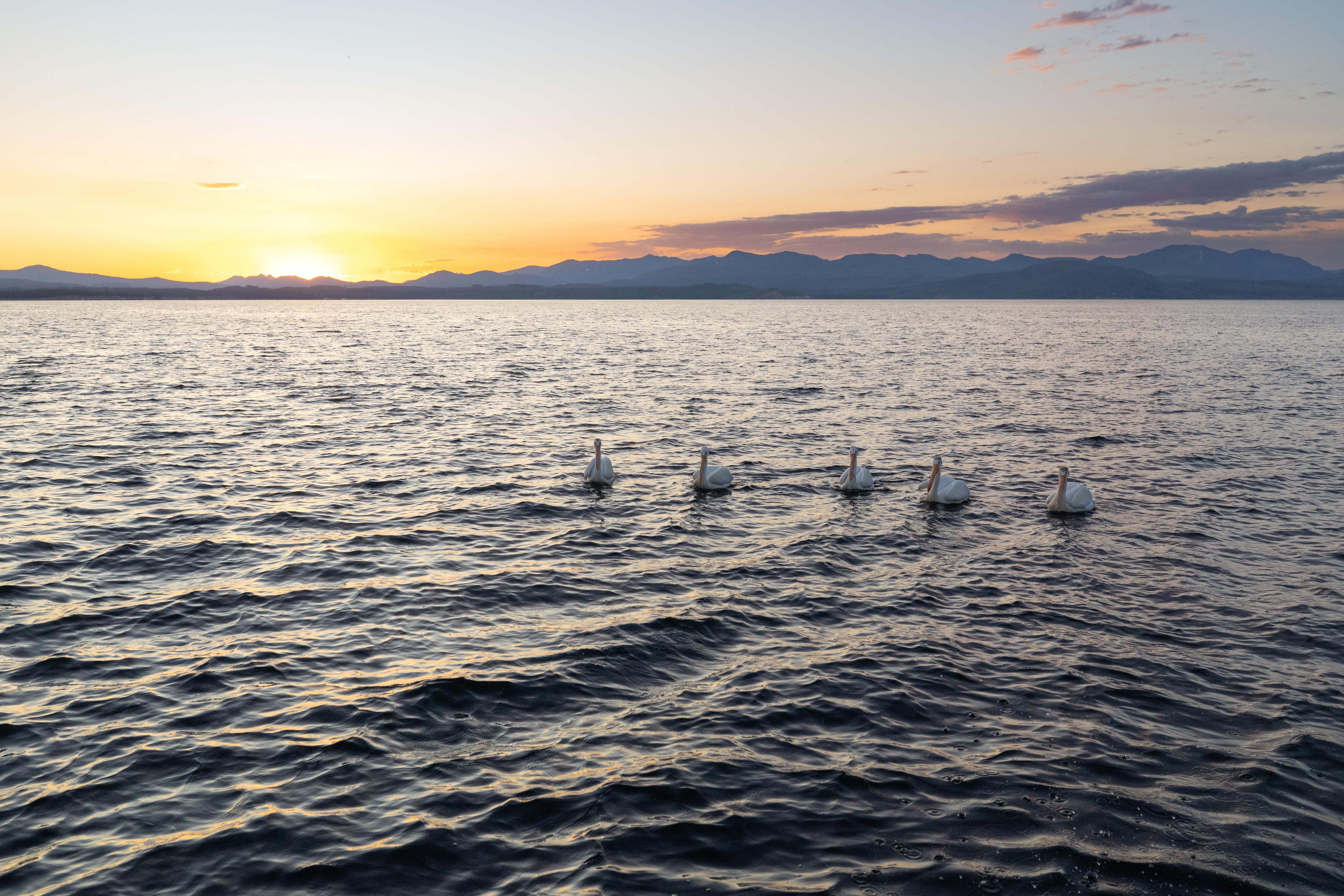 Pelicans on Yellowstone Lake