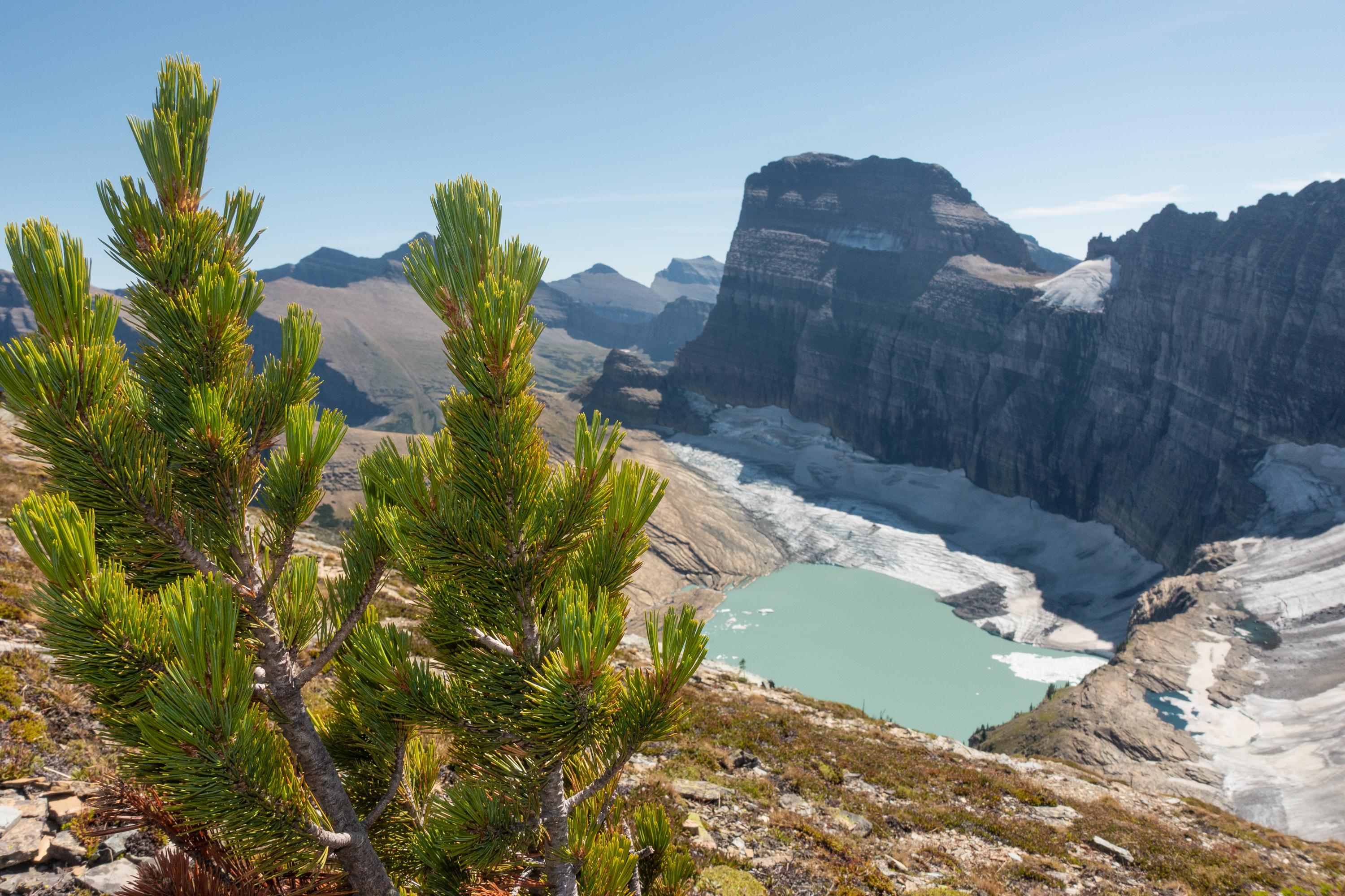 Whitebark Pine Tree & Grinnell Glacier