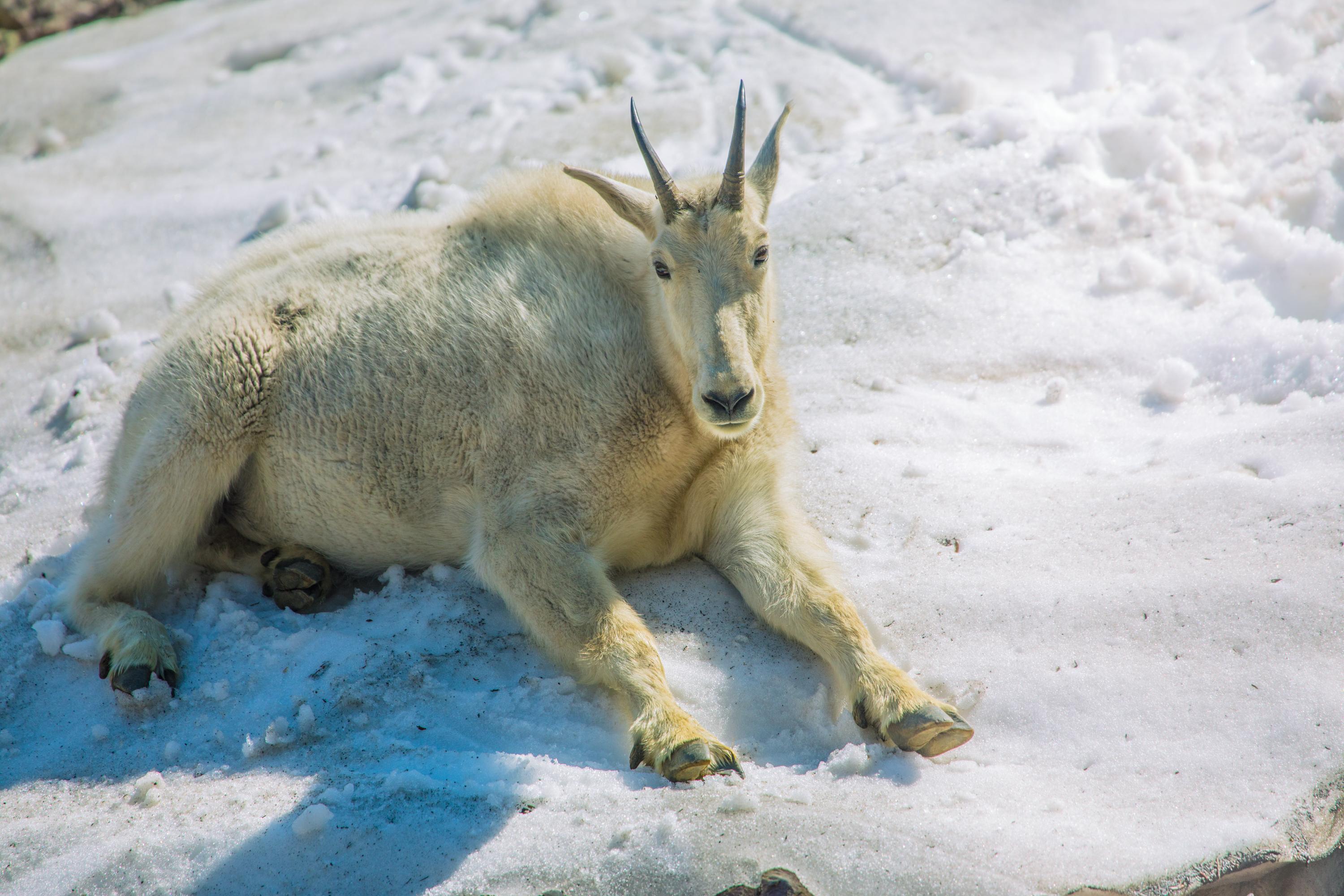 A Mountain Goat and a Snow Patch