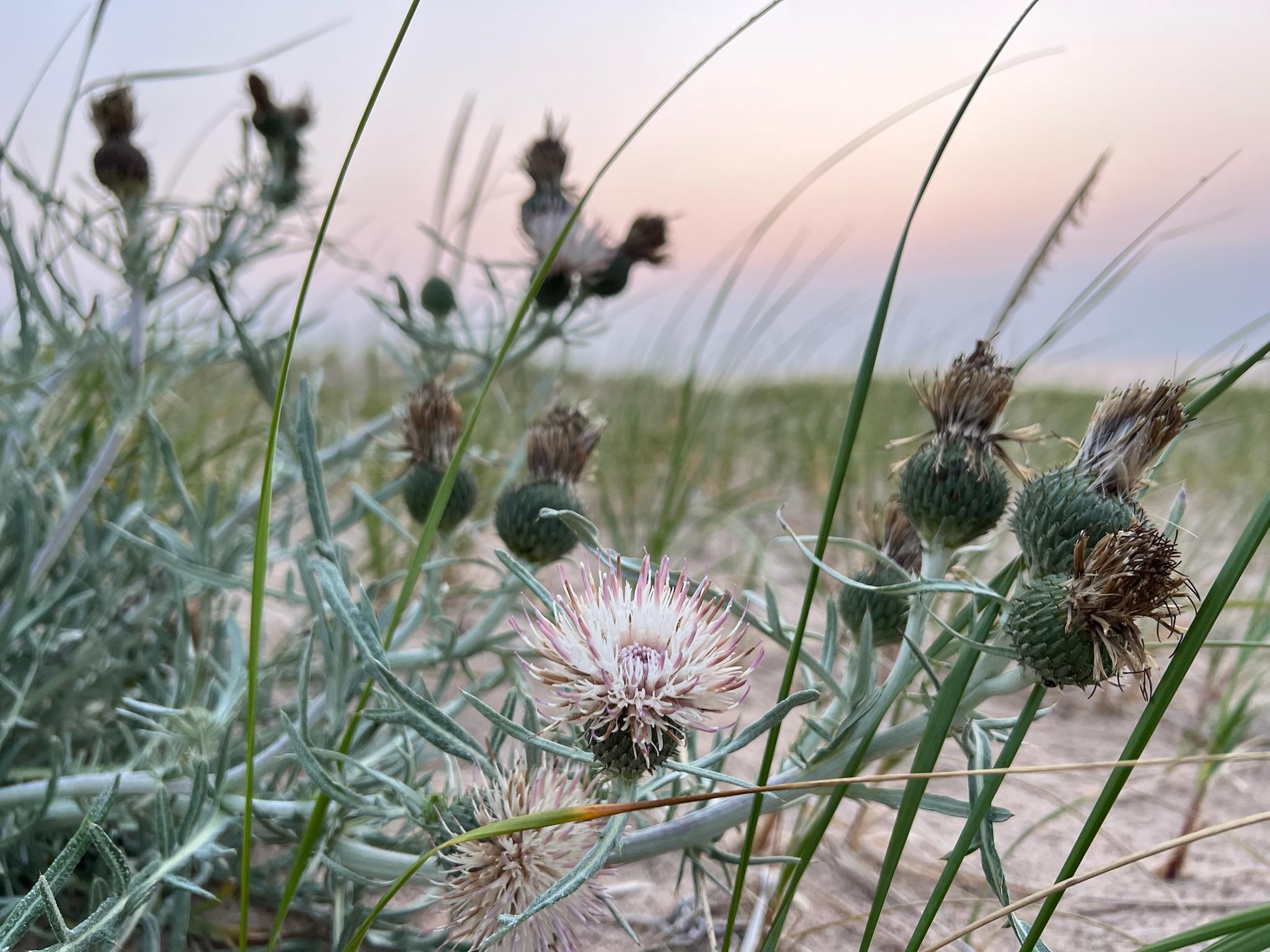 Pitcher's Thistle