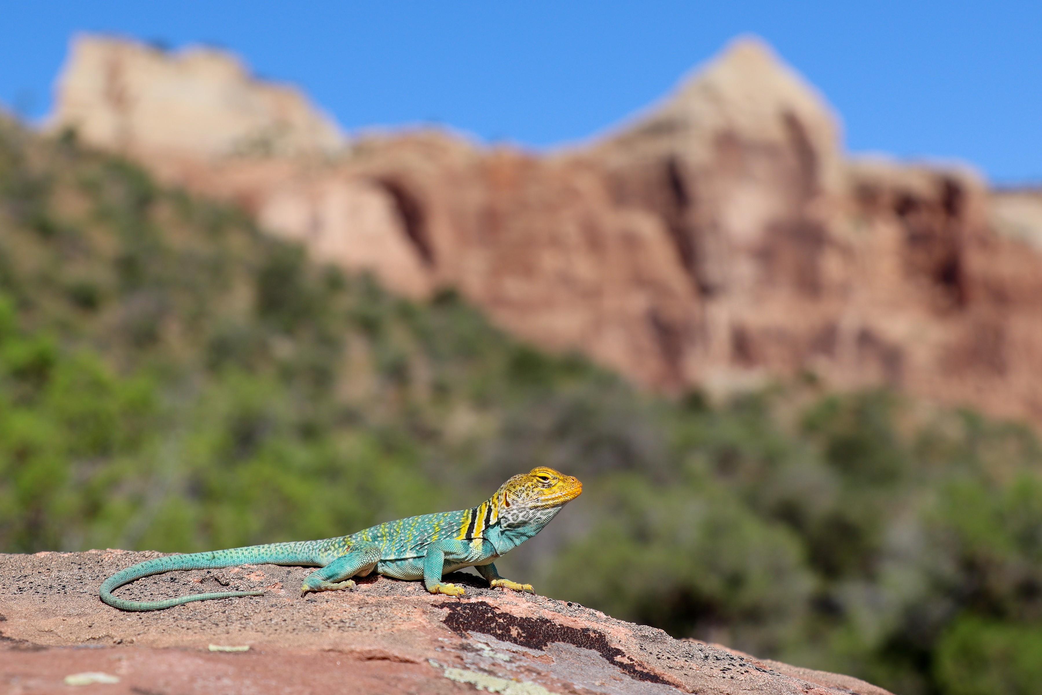 Collared Lizard