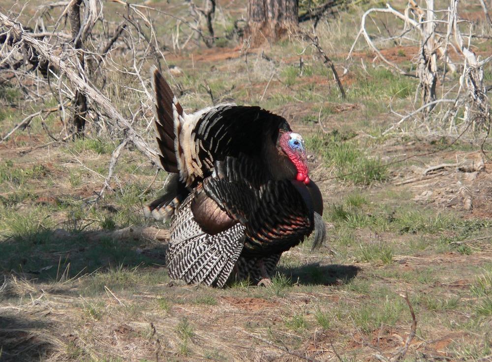 Wild Turkeys at Fort Dupont