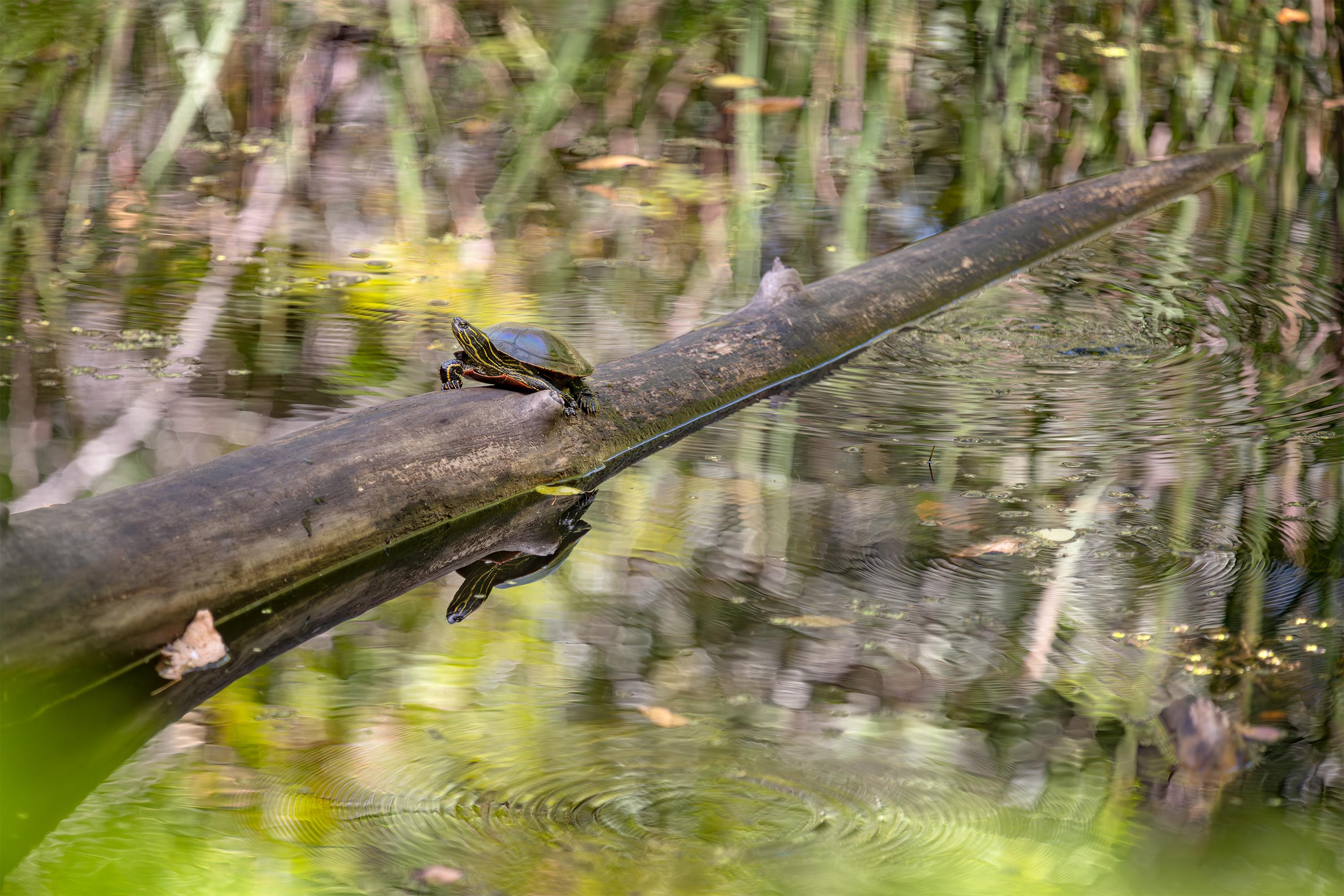 Painted Turtle Reflection