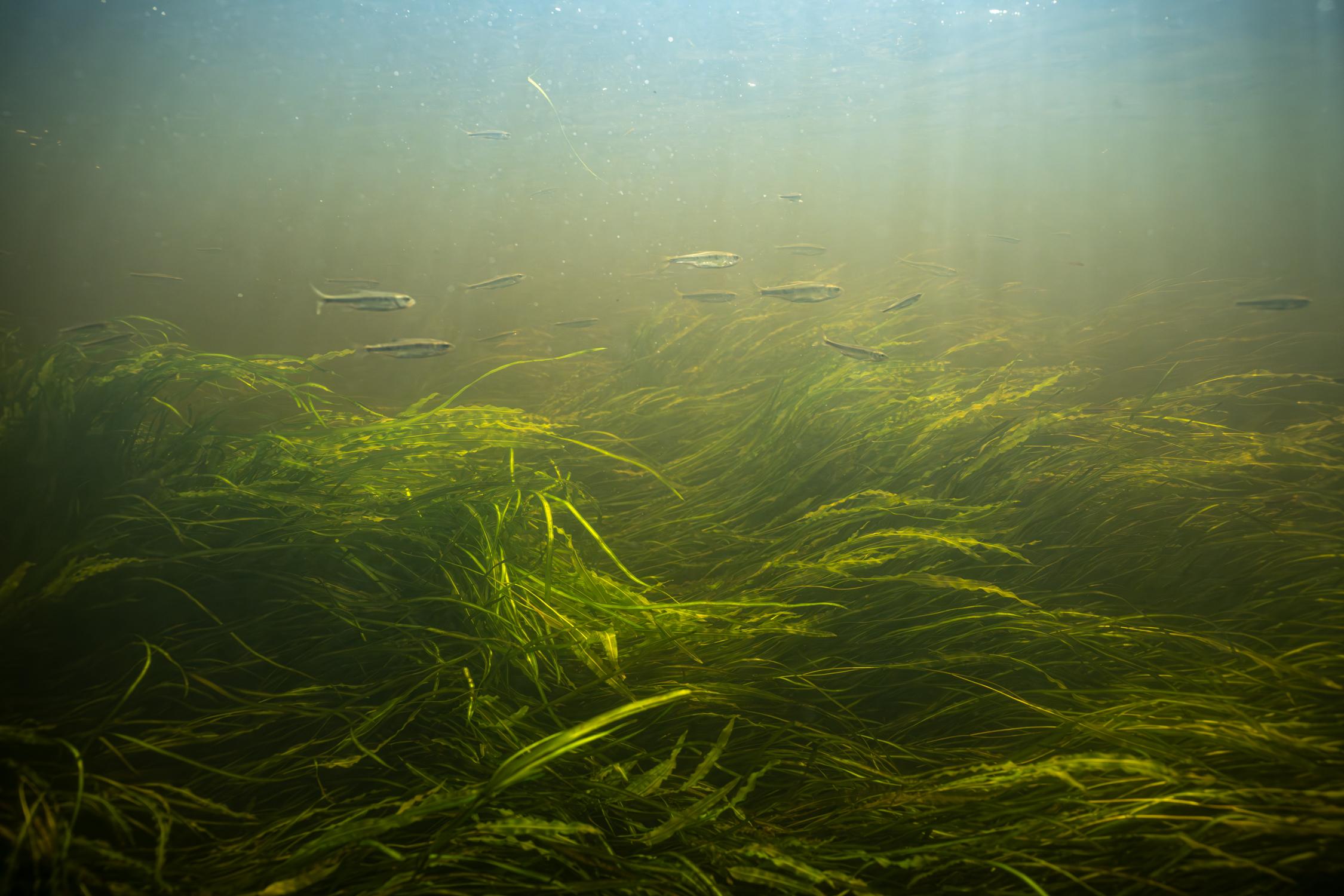 Minnows in River Grass