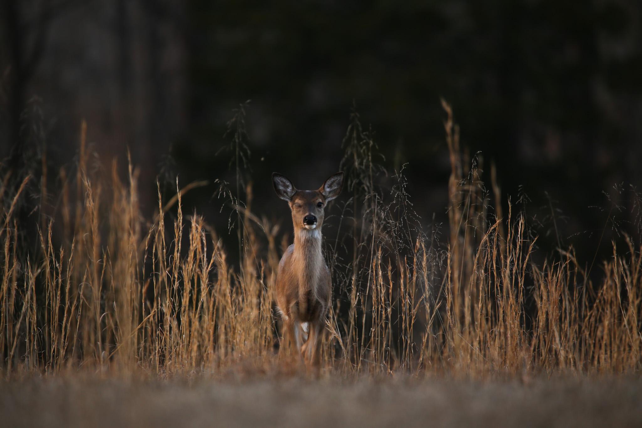 White-Tailed Deer in Tall Grass