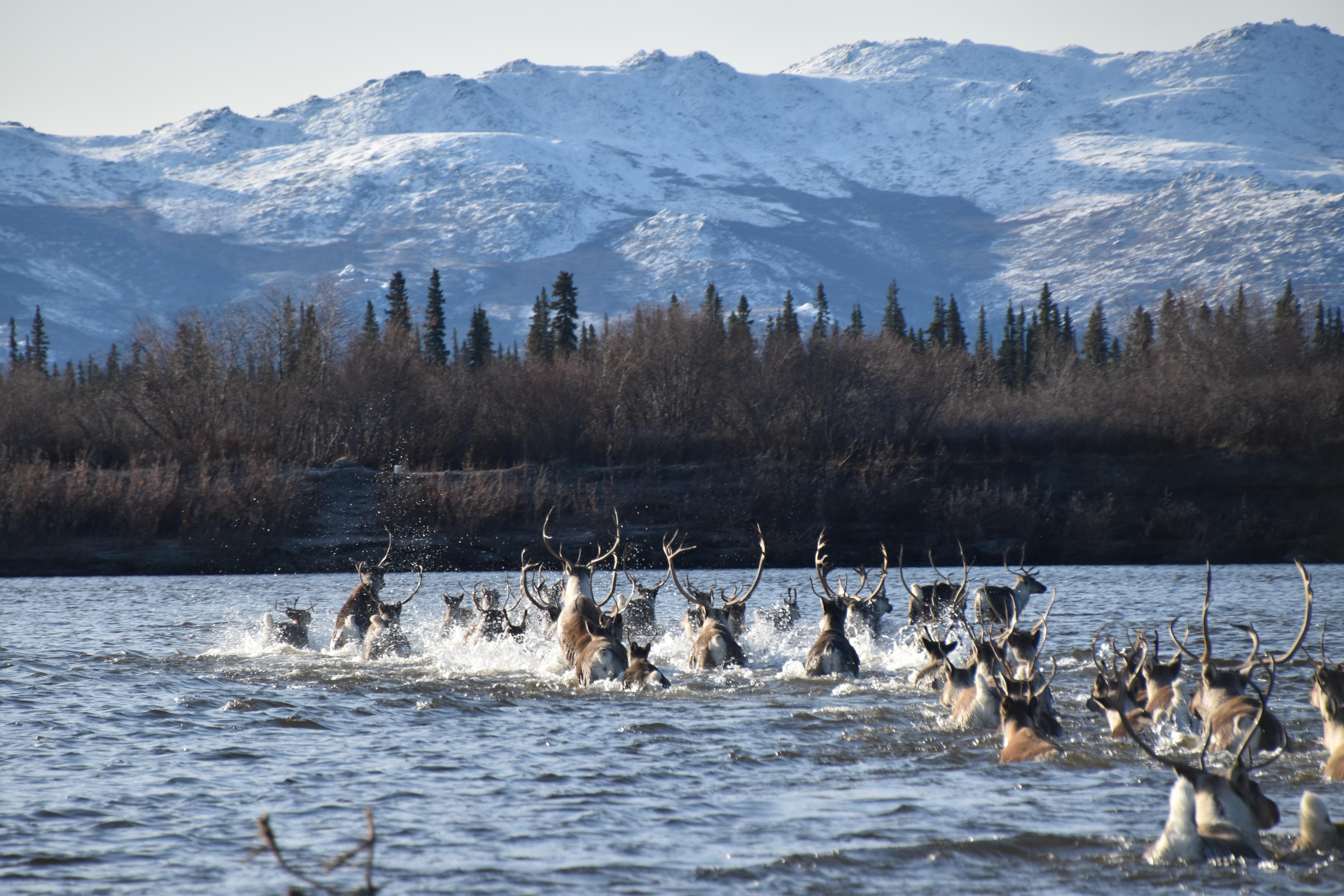 Caribou crossing the Kobuk River