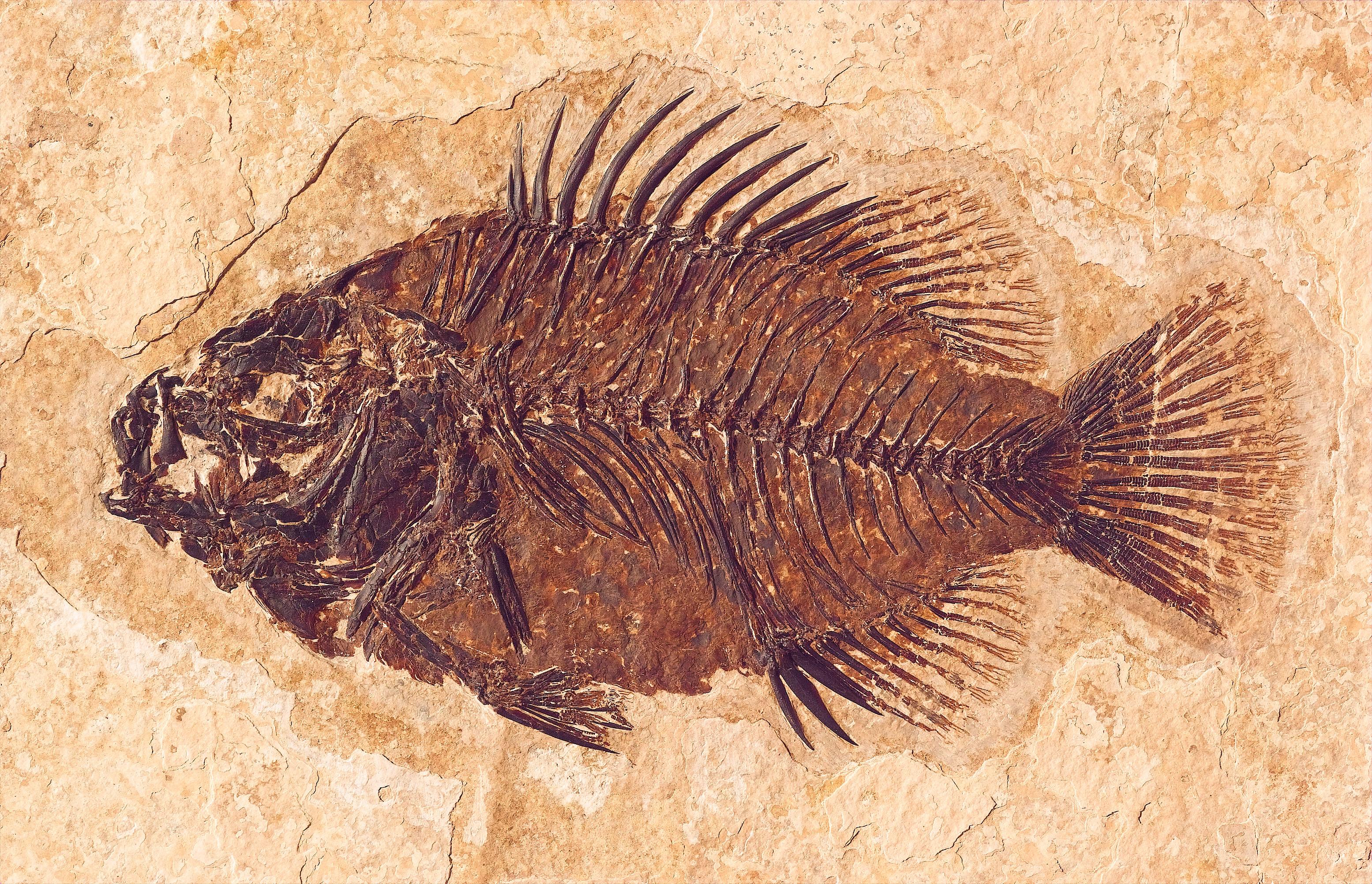Cockerellites liops
