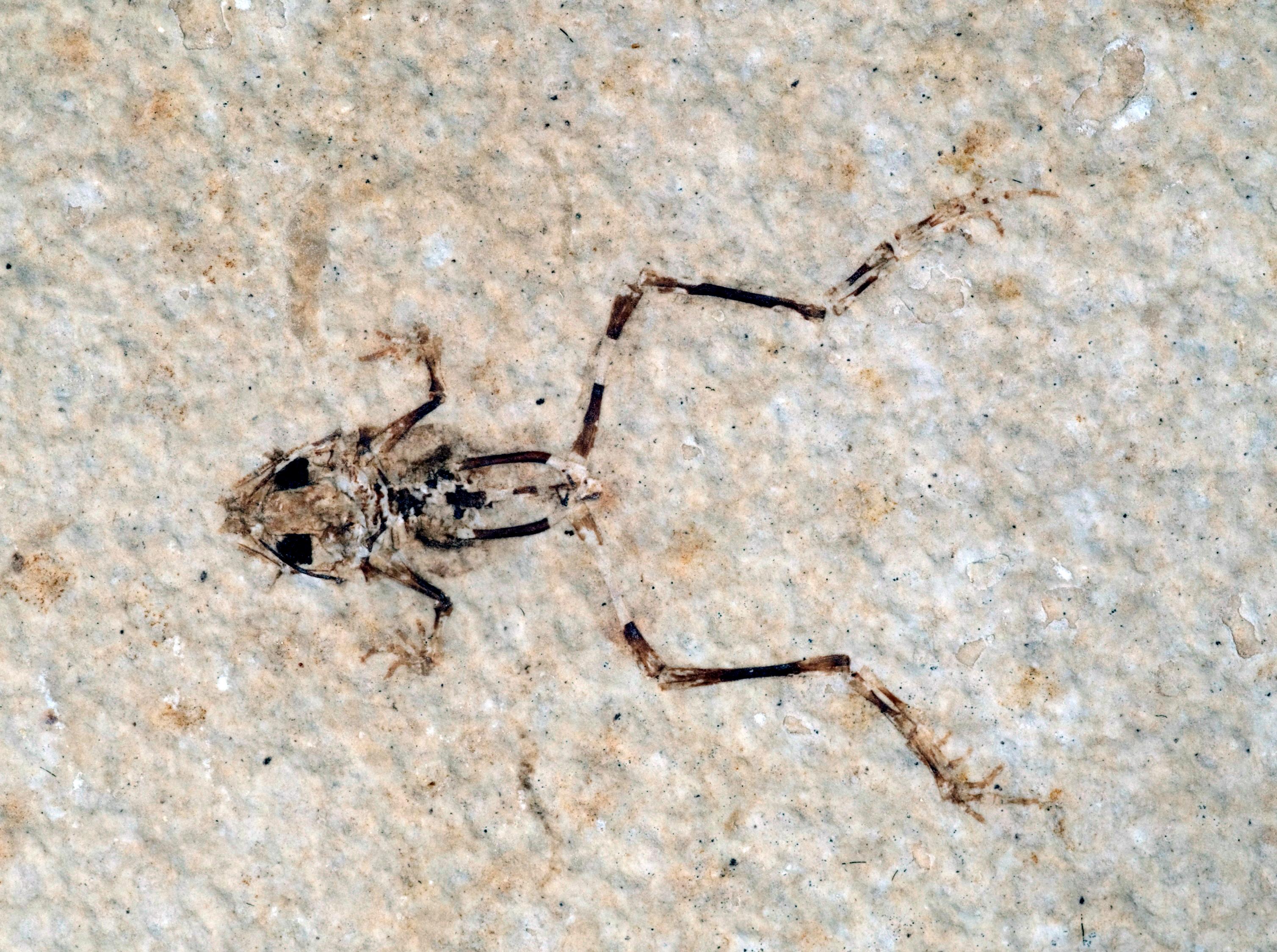 Aerugoamnis paulus