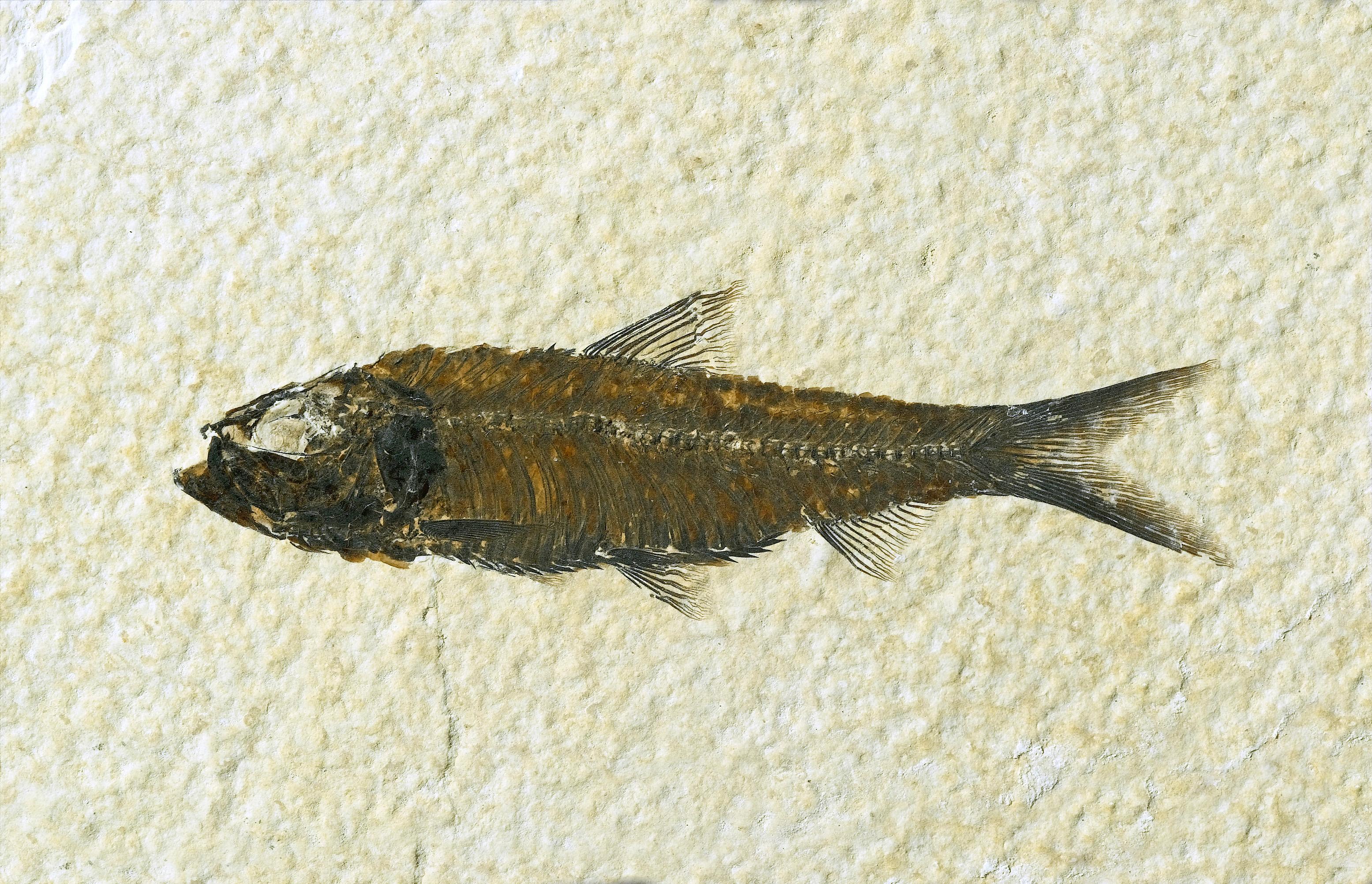 Knightia eocaena