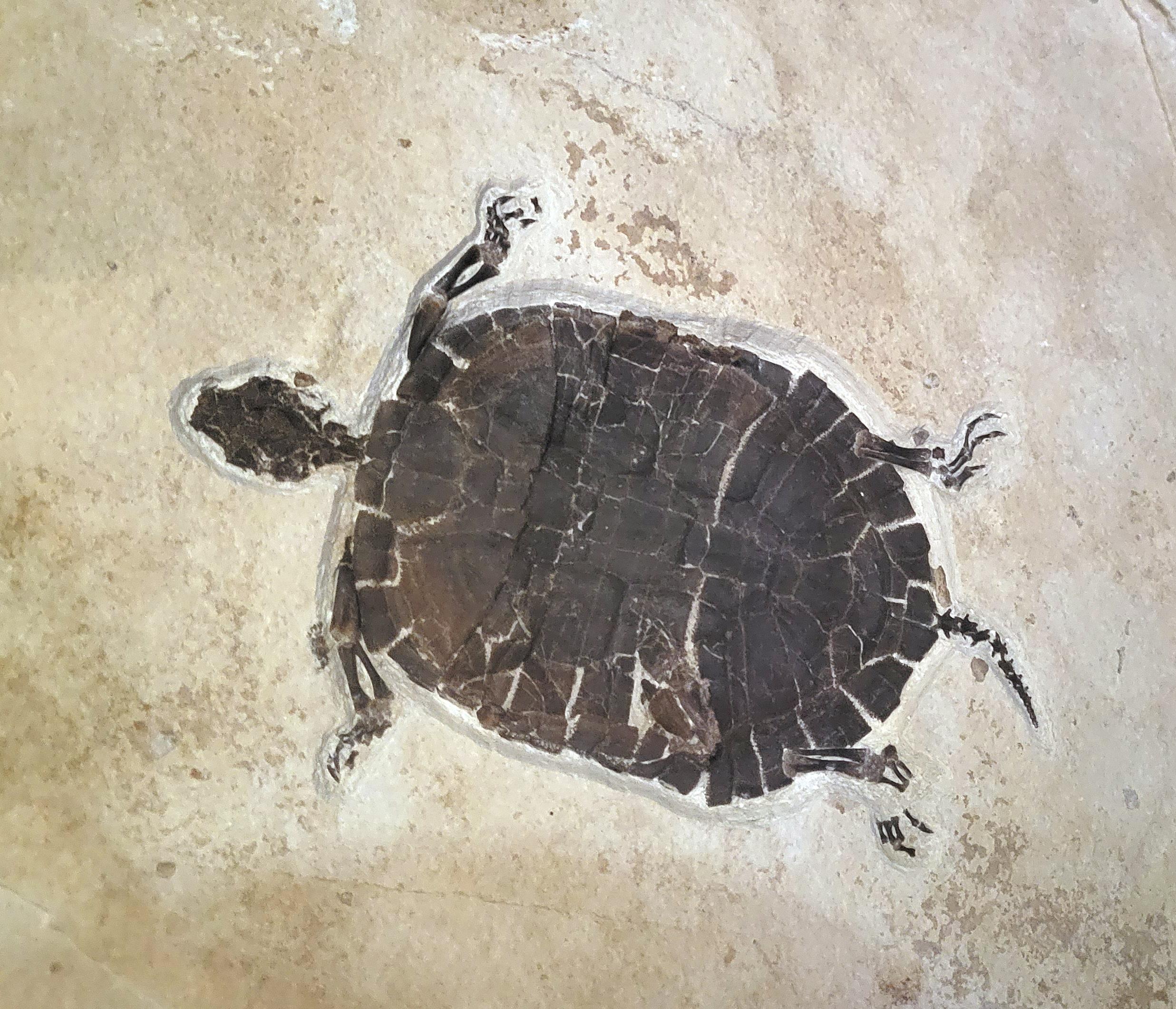 Echmatemys wyomingensis