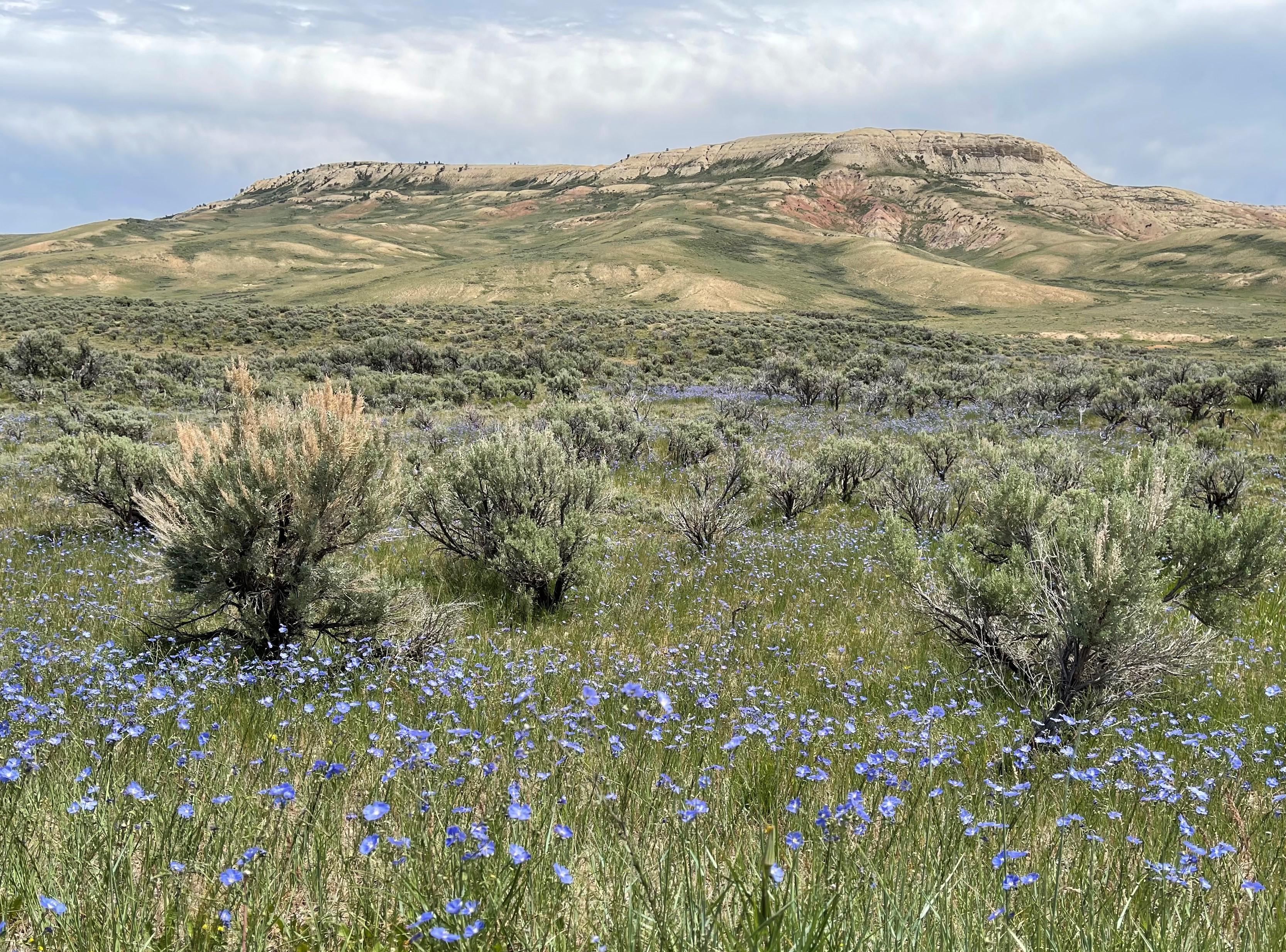 Fossil Butte and Blue Flax