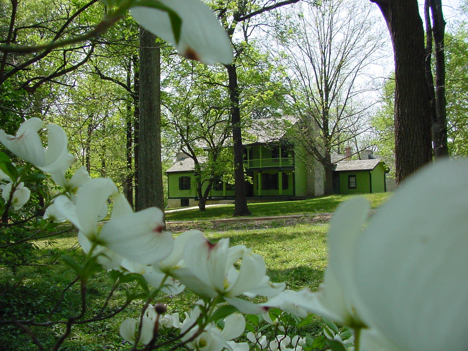 White Haven thru dogwood tree