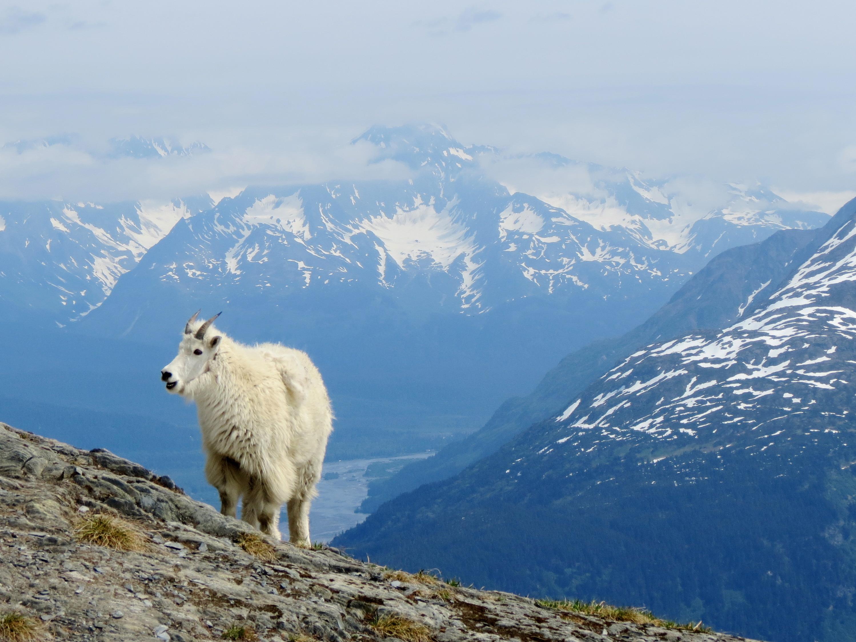 Mountain Goat