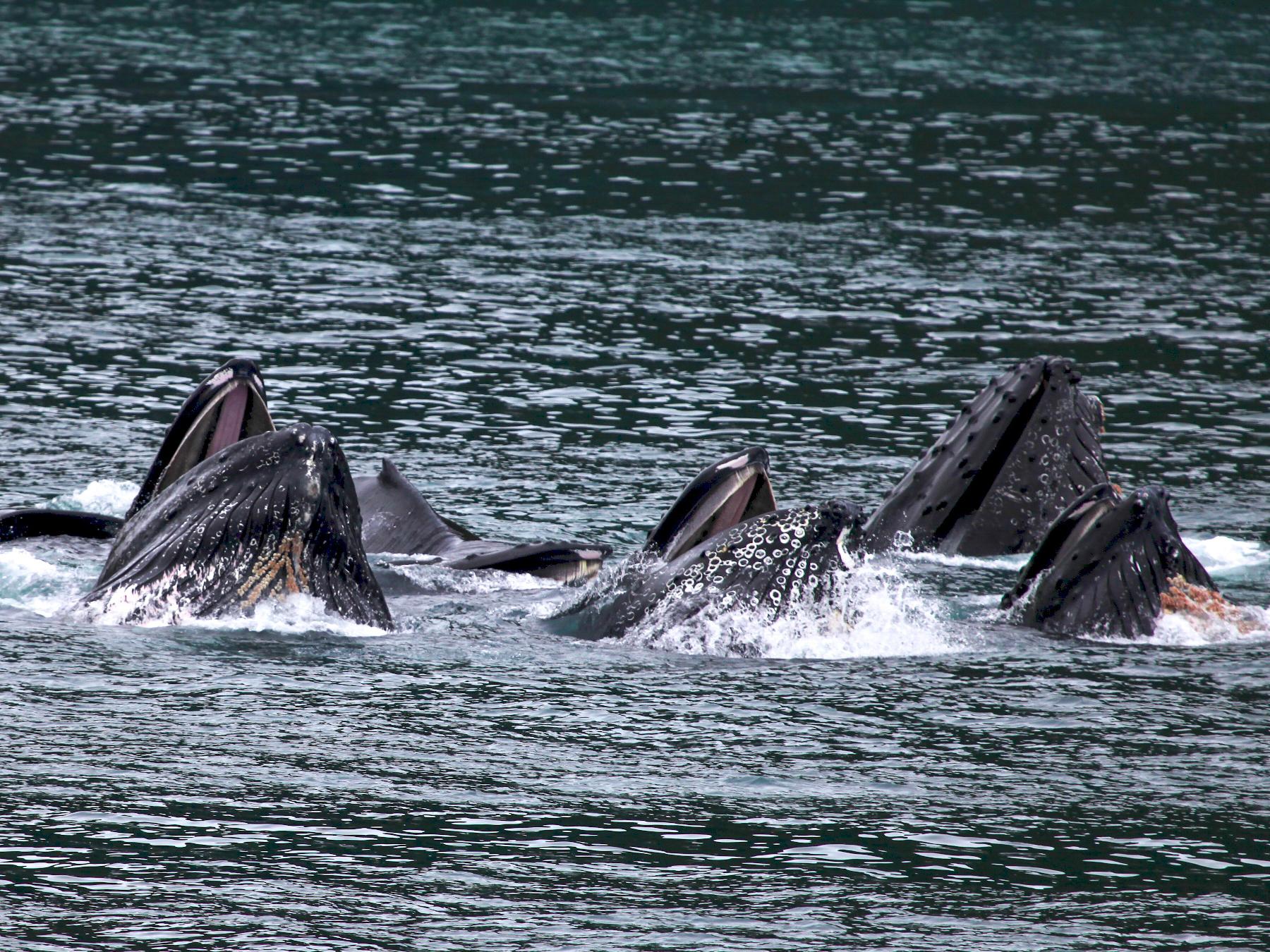 Bubble Net Feeding