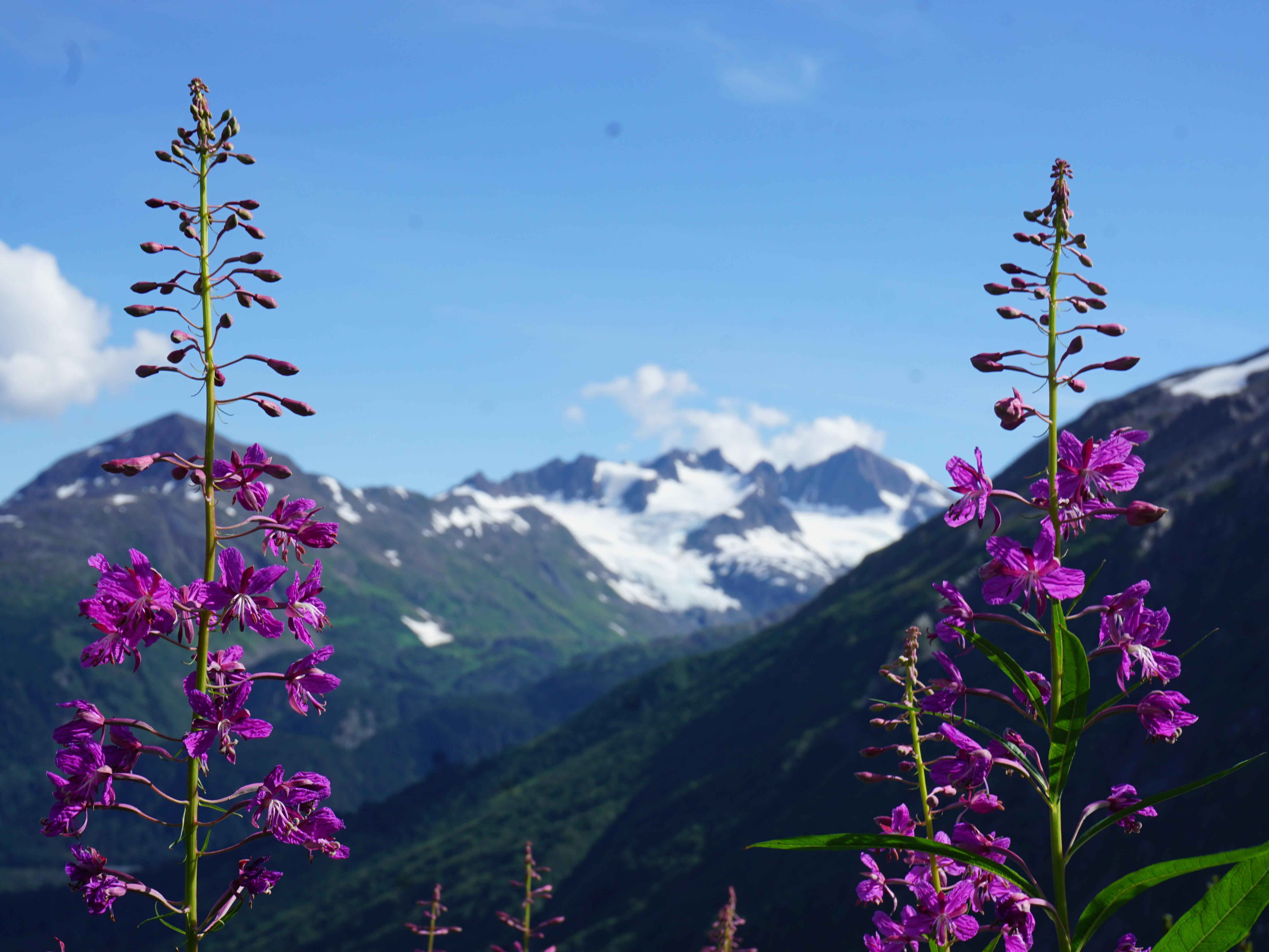 Fireweed Exit Glacier Area