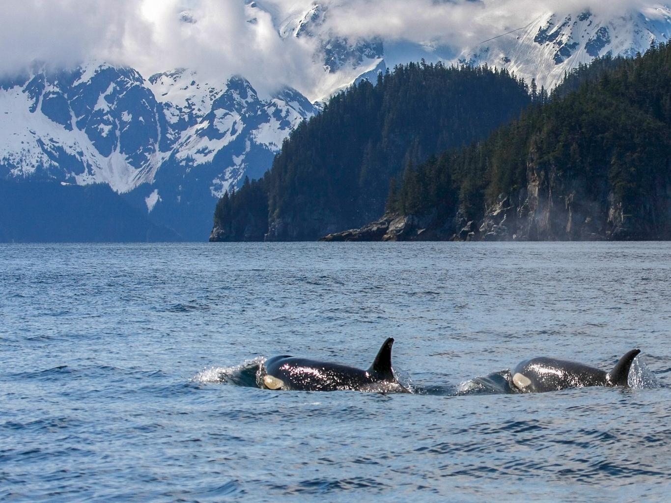 Orcas on Kenai Fjords Coastline
