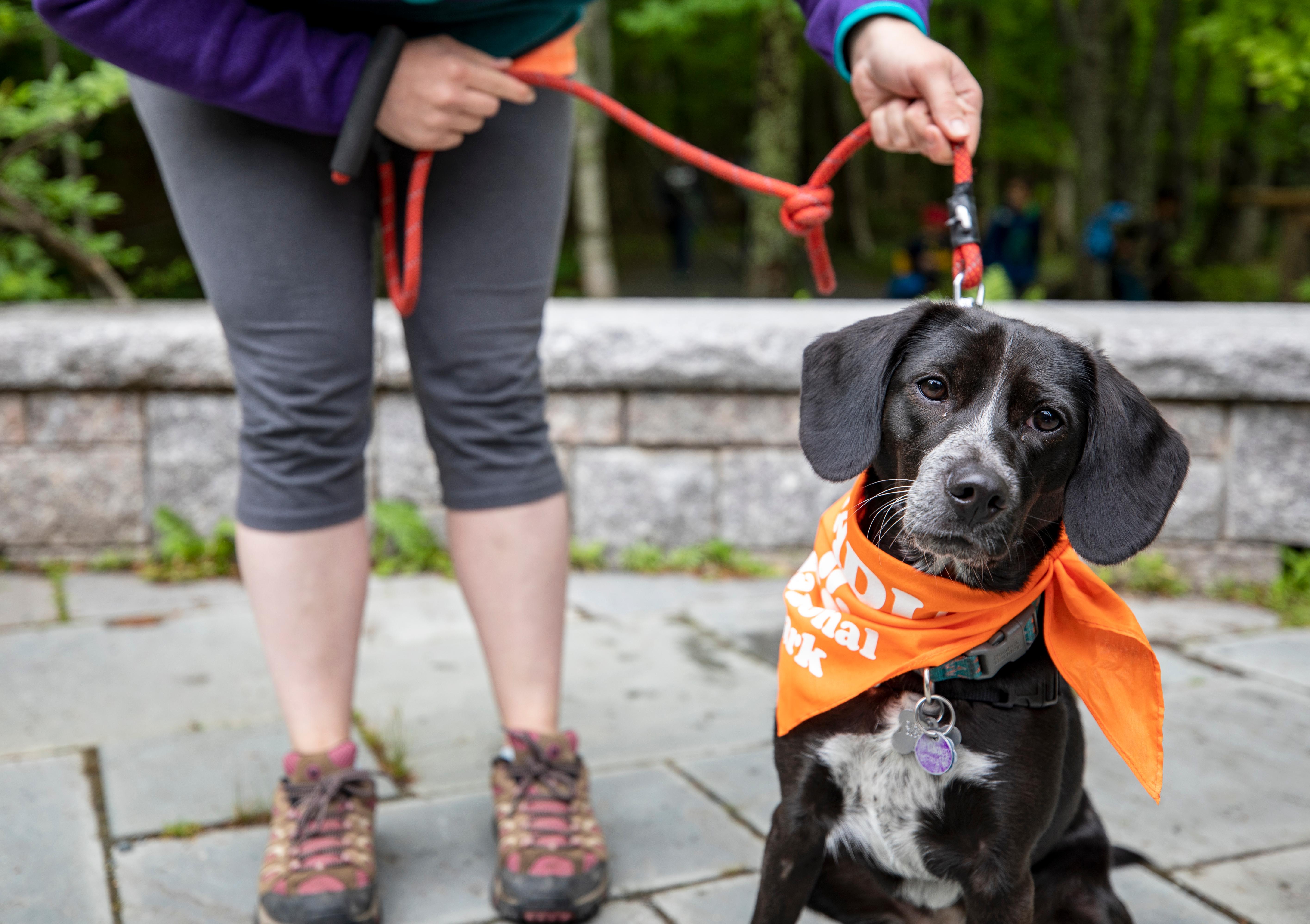Protect Your Pet Privileges