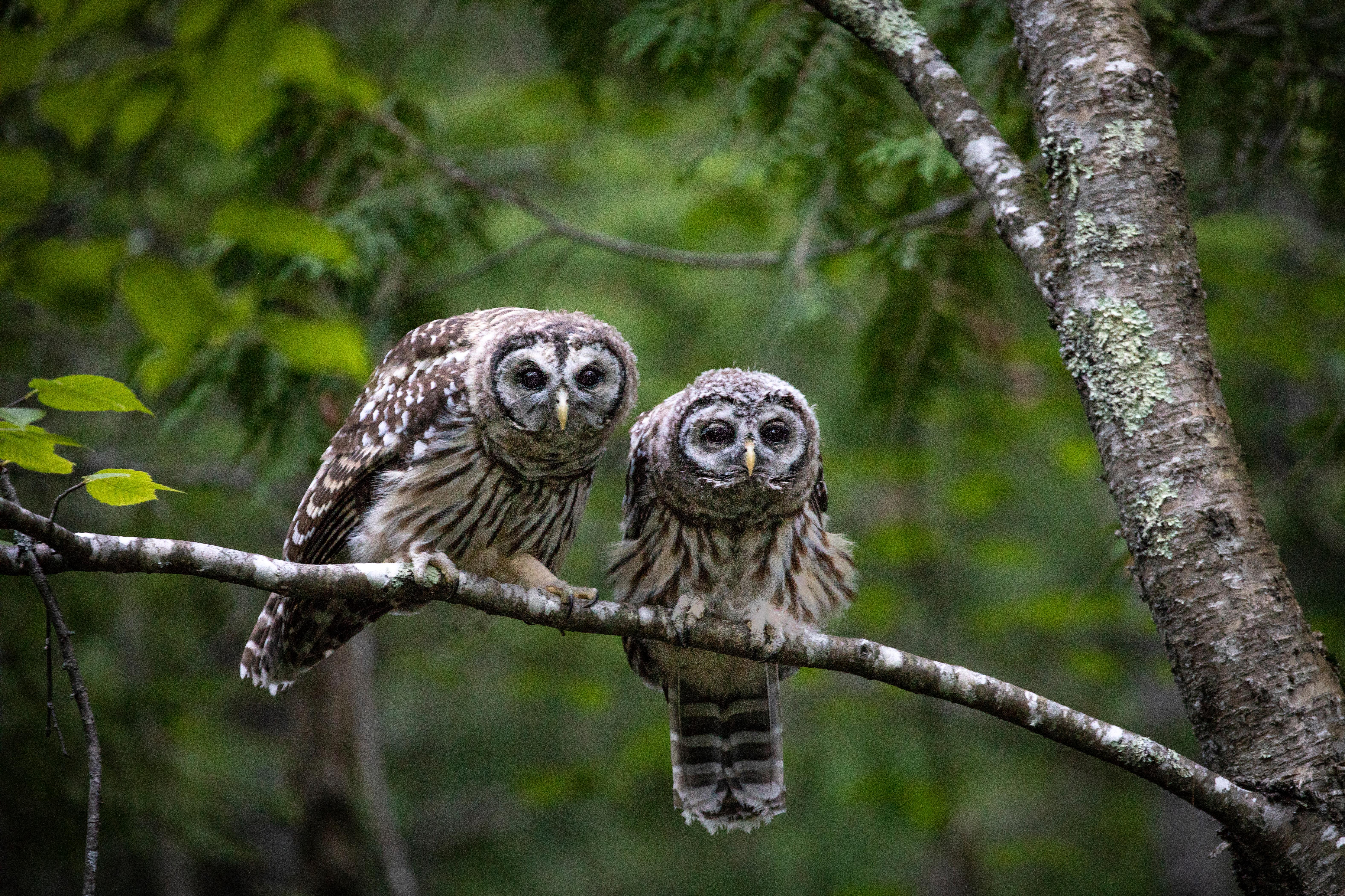 Two Owls