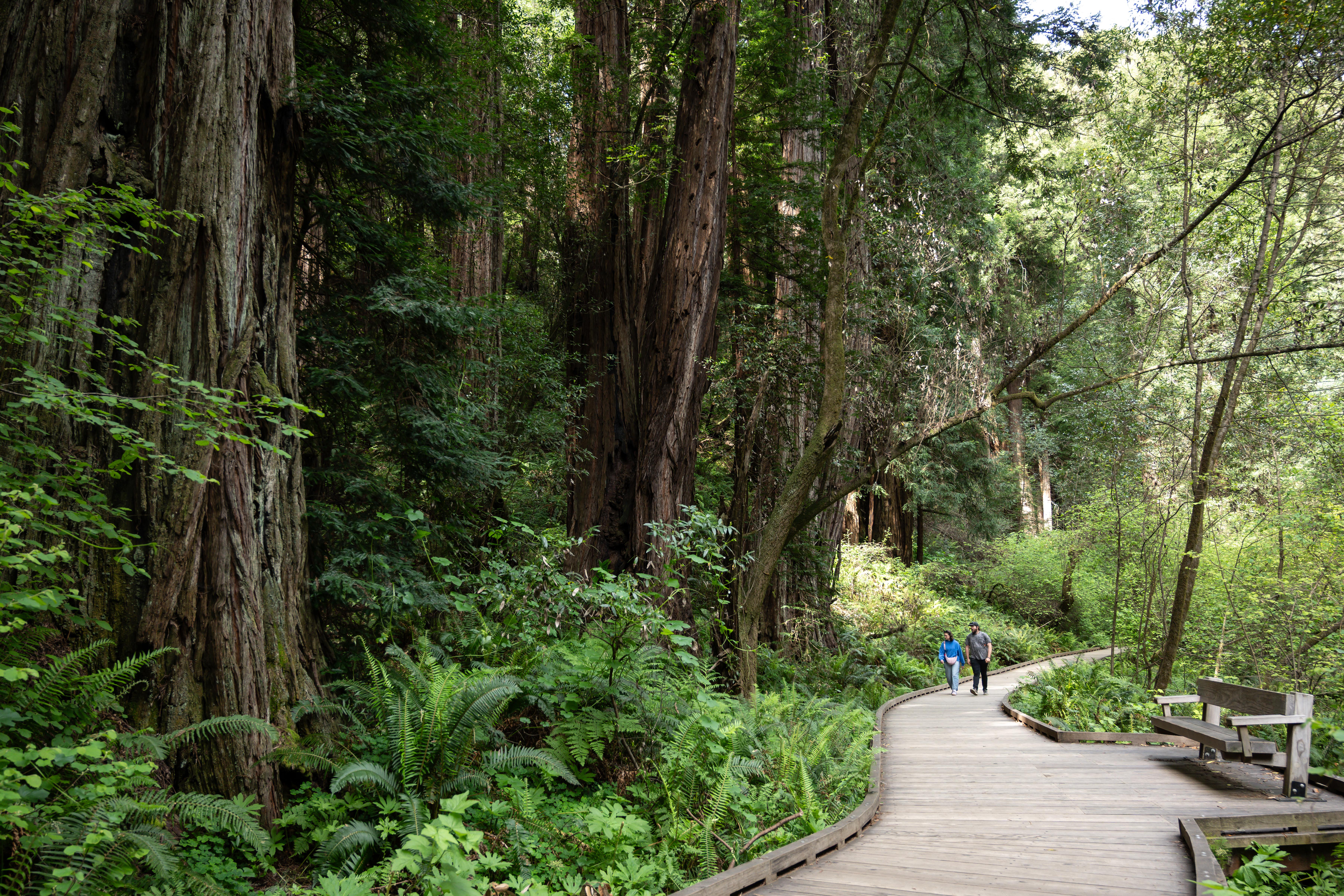 Boardwalks at Muir Woods provide improved access for visitors.