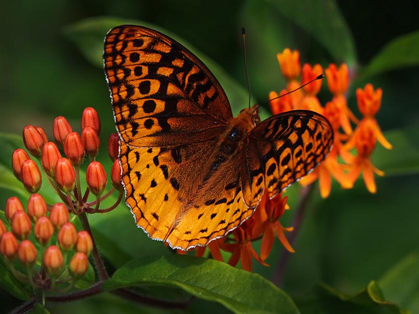 Butterly