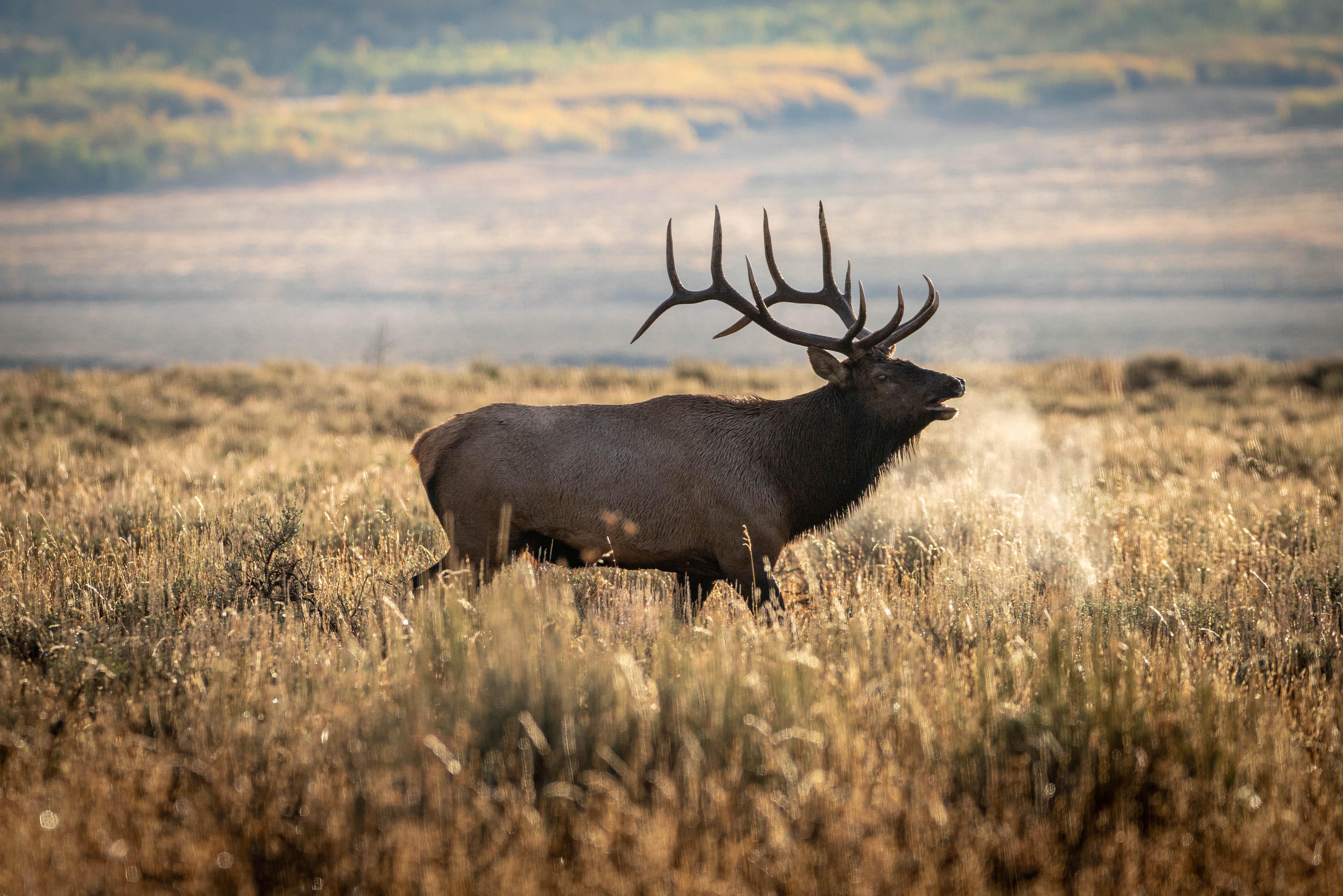 Bull Elk Bugling