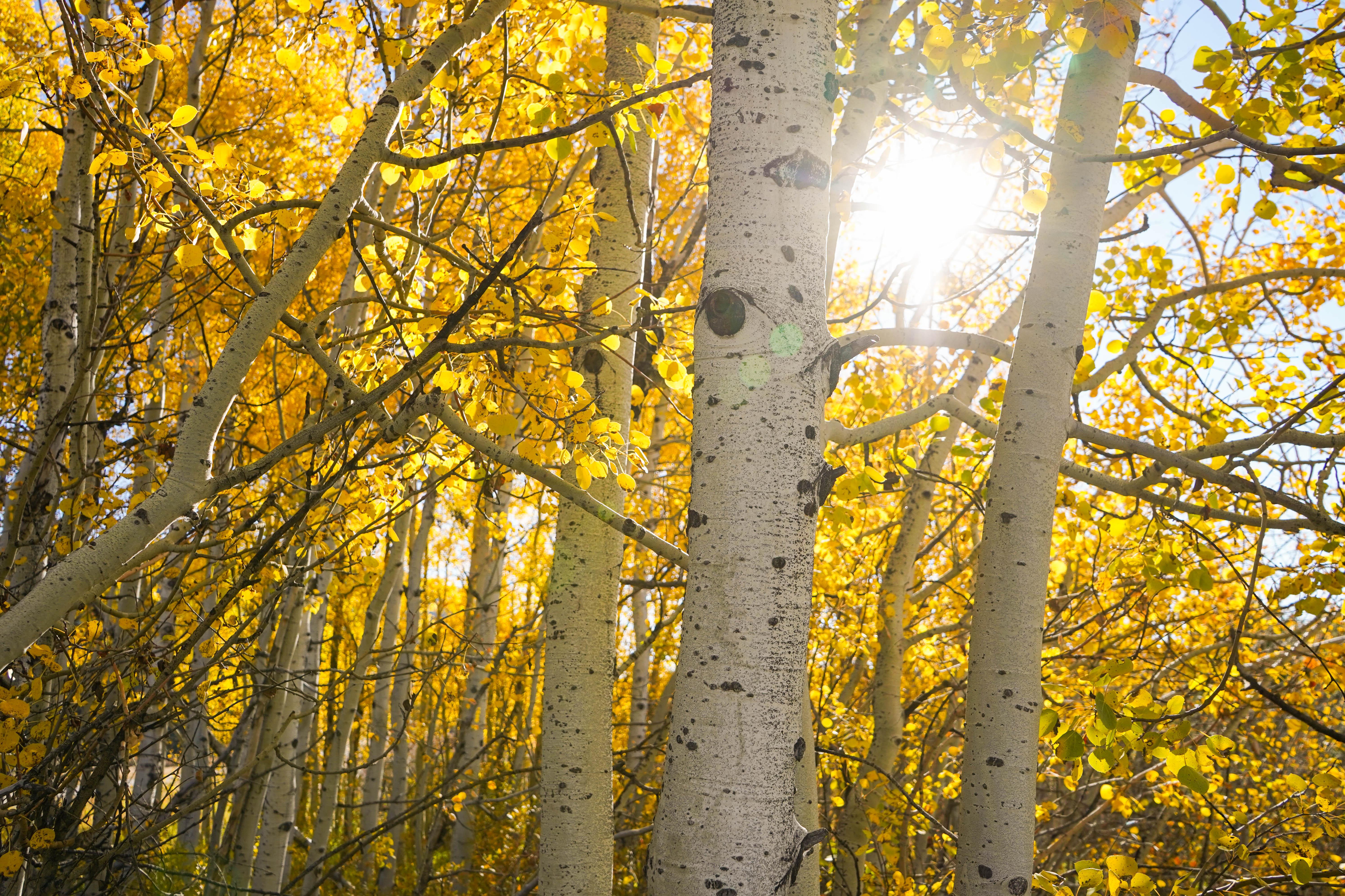Yellow Aspen Leaves