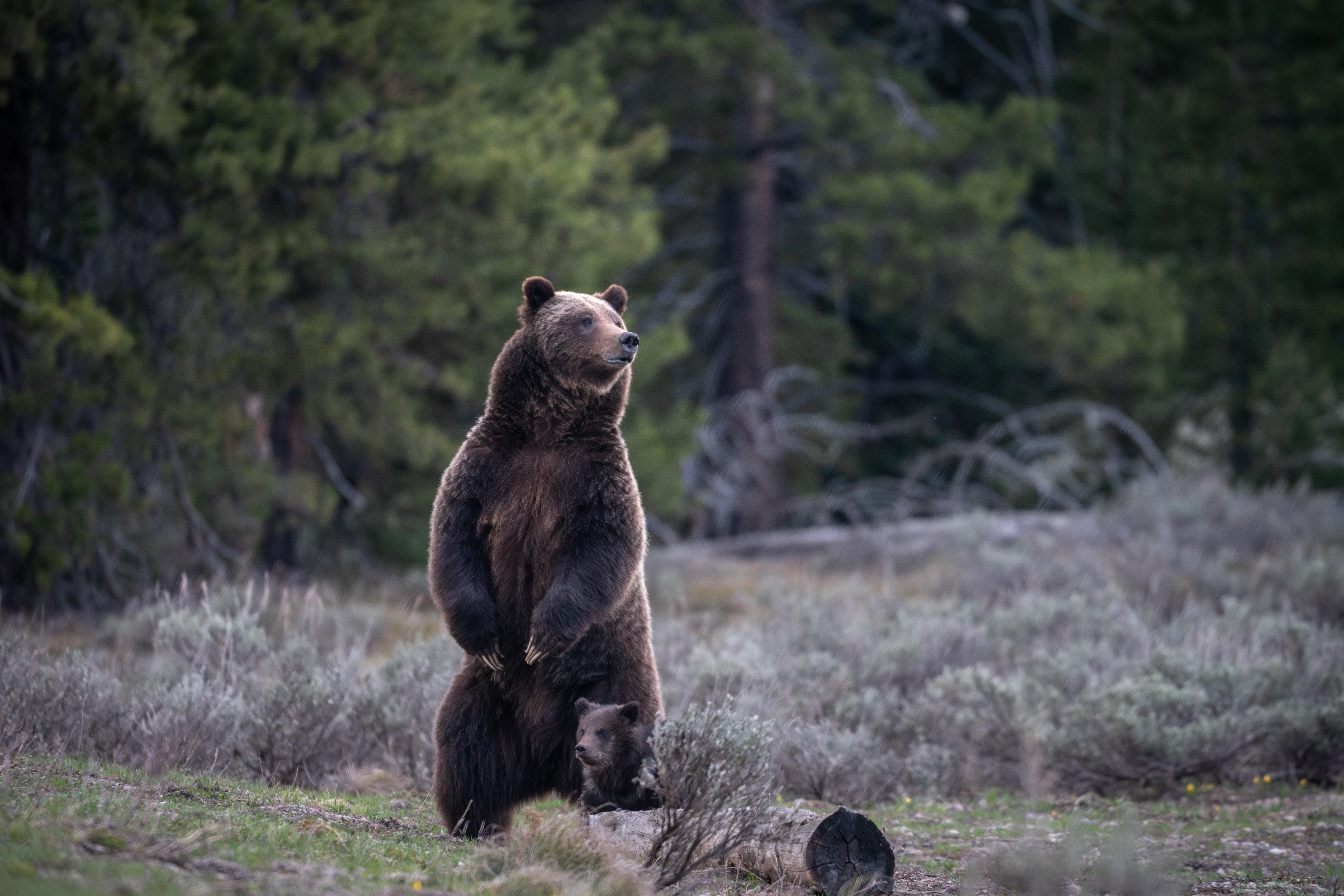 Mama Grizzly and Her Cub