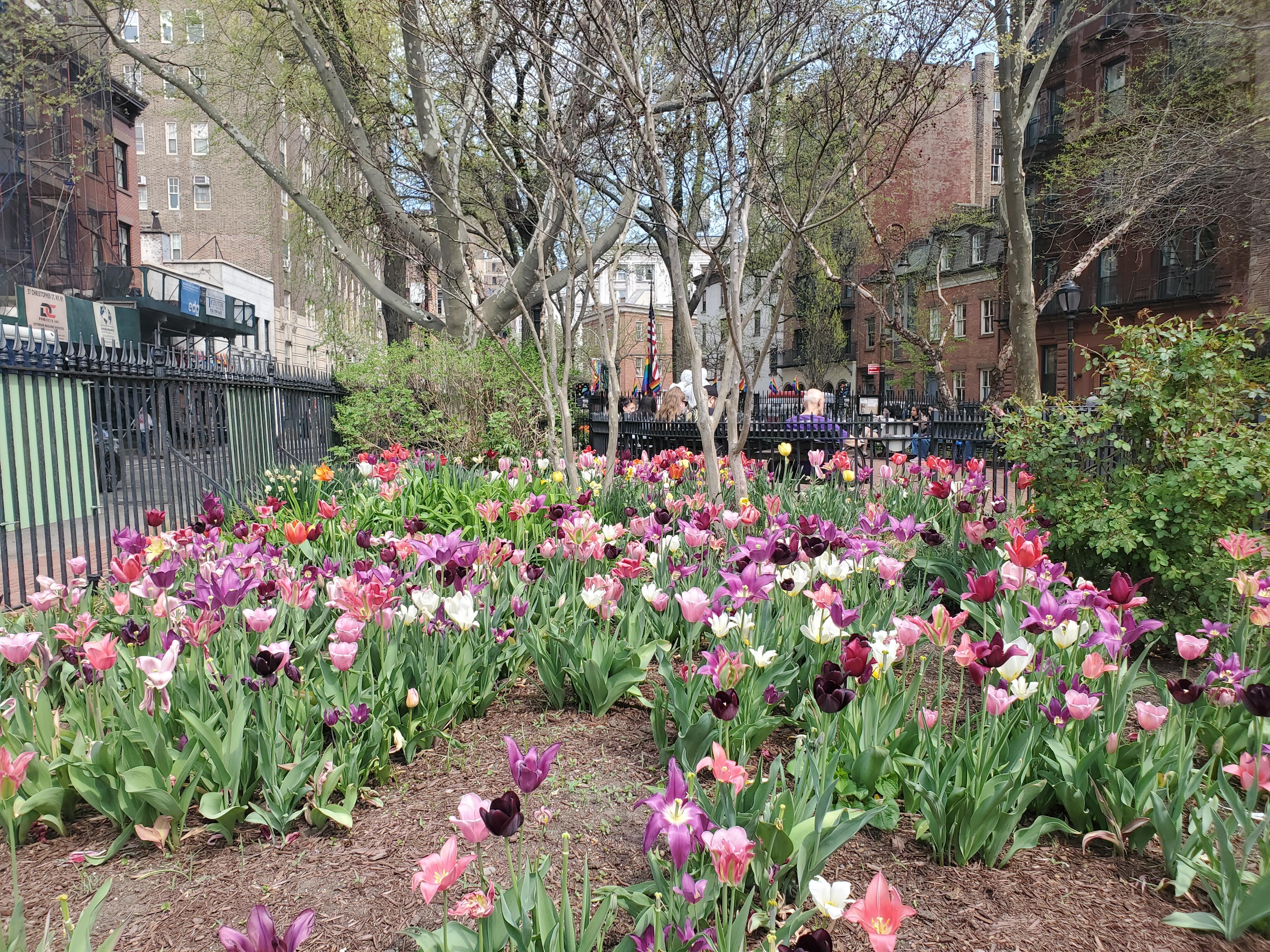 Tulips in Christopher Park