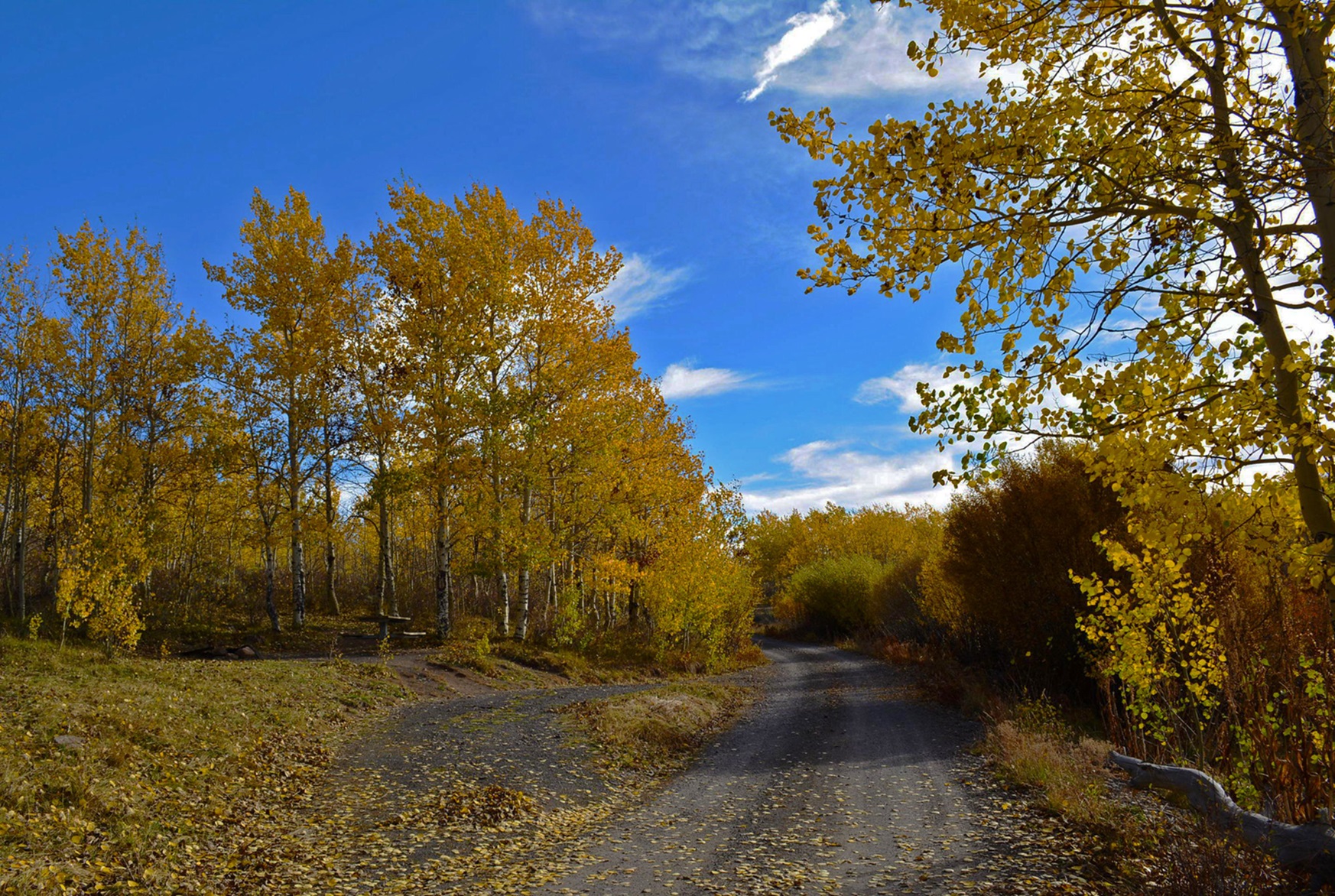 Aspens near Jackman Park Campground