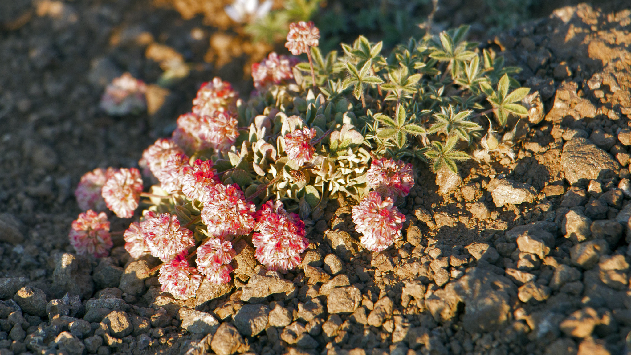 Wildflowers at Kiger Gorge Overlook
