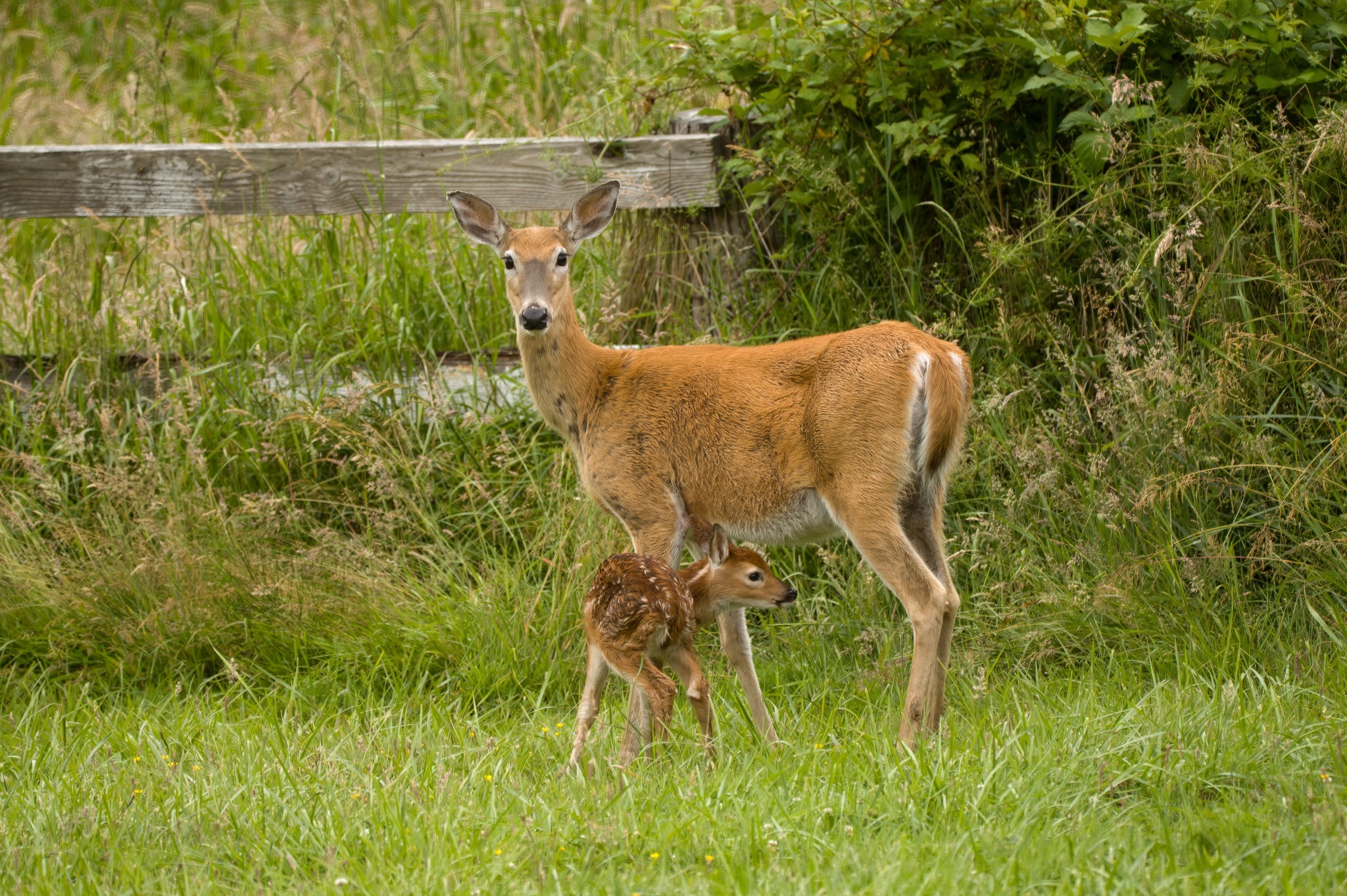  Columbian white-tailed deer with fawn