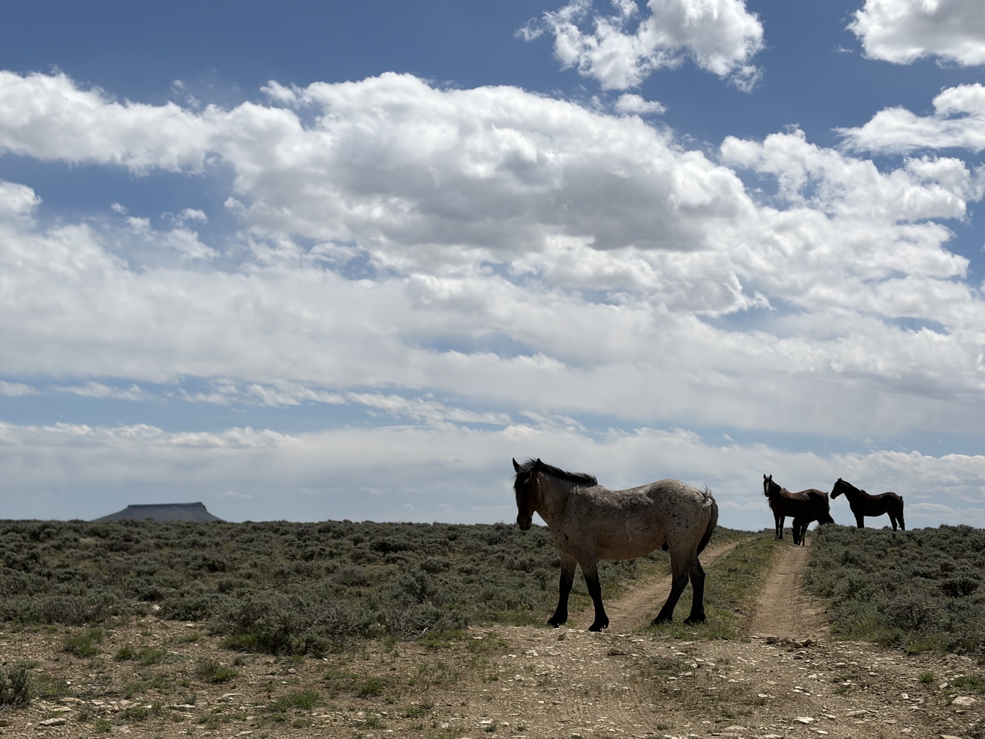 Wild horses with Pilot Butte in the background