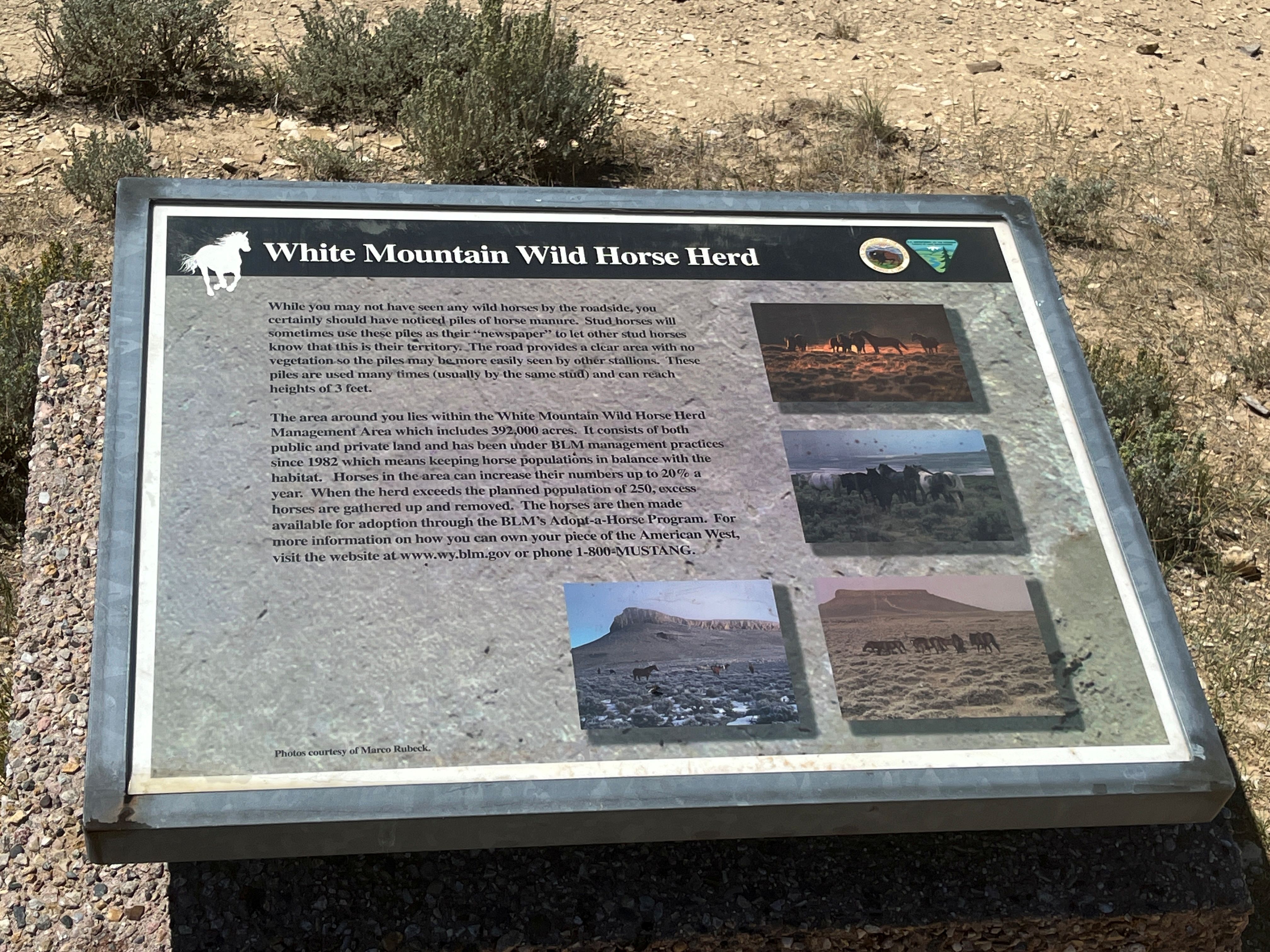 White Mountain Wild Horse Herd Interpretive Panel