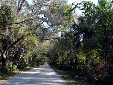 Tree Canopy over the Ormond Scenic Loop & Trail