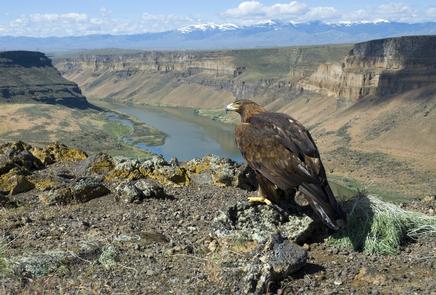 Golden Eagle at Swan Falls