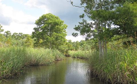 Preview photo of Apalachicola National Estuarine Research Reserve