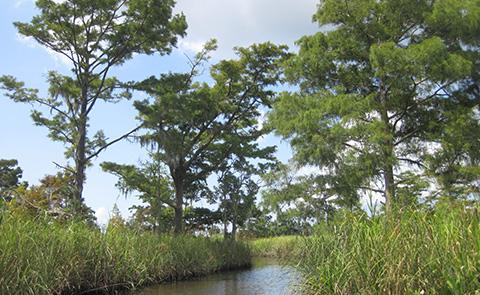 Apalachicola National Estuarine Research Reserve, Florida