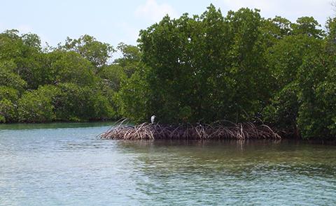 Mangrove forest in the Jobos Bay National Estuarine Research Reserve, Puerto Rico