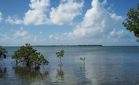 Mangrove trees in the Jobos Bay National Estuarine Research Reserve, Puerto Rico