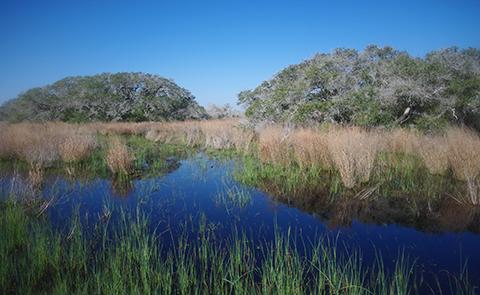 A motte in Mission-Aransas National Estuarine Research Reserve, Texas