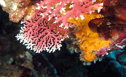 Colorful coral in Aunu'u sanctuary unit