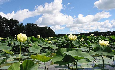 Lotus plants at the Old Woman Creek National Estuarine Research Reserve, Ohio
