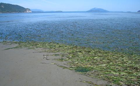 Submerged aquatic vegetation exposed on the beach at Padilla National Estuarine Research Reserve, Washington