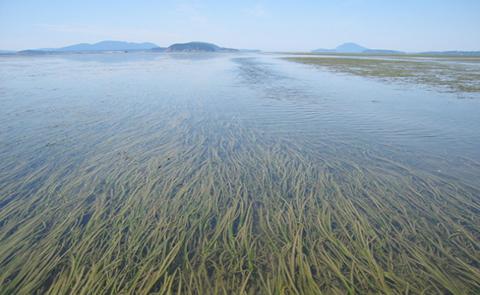 Submerged aquatic vegetation in Padilla National Estuarine Research Reserve, Washington